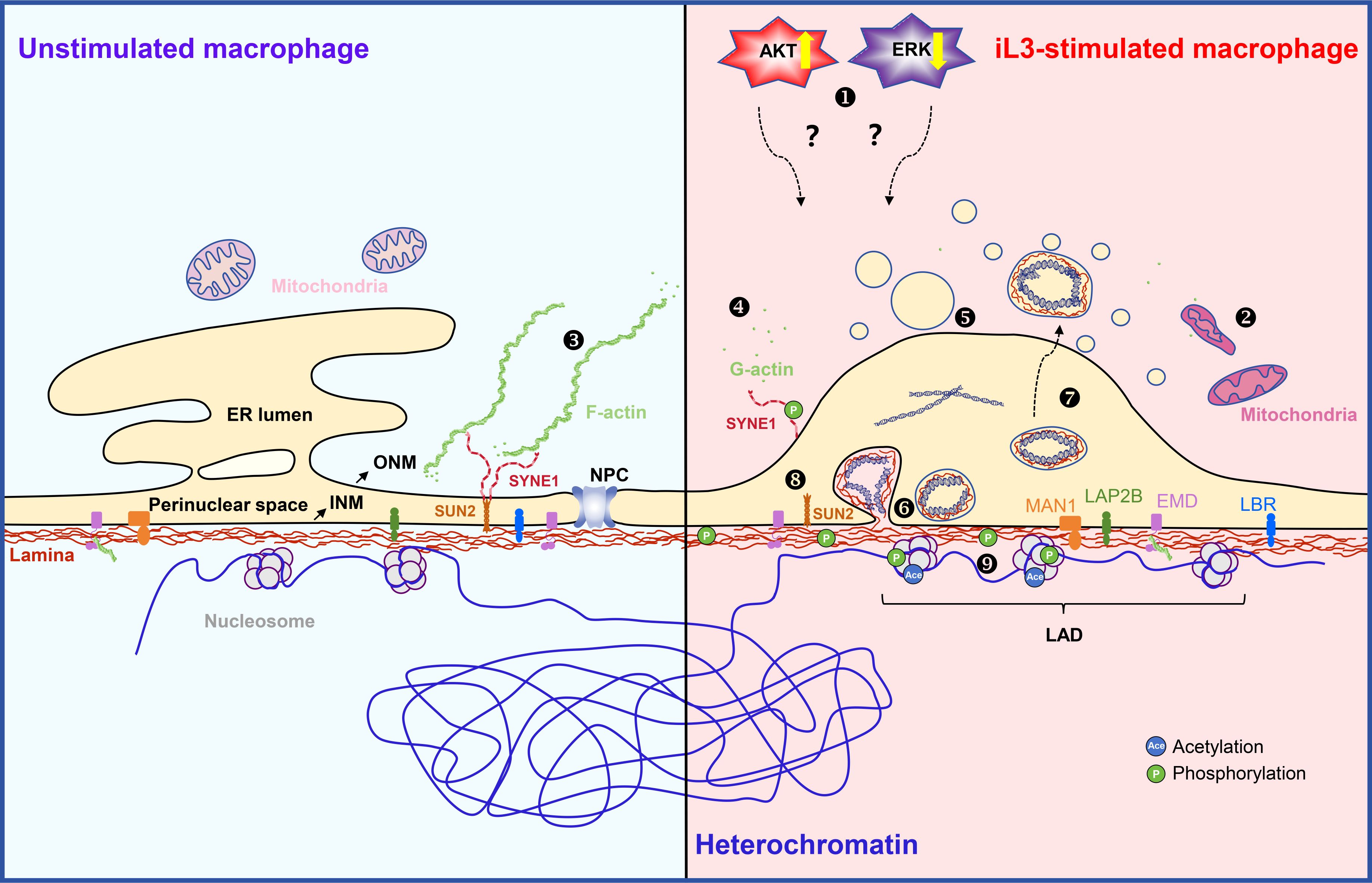 Diagram comparing unstimulated and the third stage infective larvae (iL3)-stimulated macrophages. The left side shows cellular structures like the ER lumen,mitochondria, F-actin, and nucleosome in the unstimulated state. The right sideillustrates changes in iL3-stimulated macrophages, highlighting AKT and ERK pathways,increased G-actin, organelle alterations, and positions of proteins such as SYNE1, SUN2,MAN1, and LBR. Key molecular activities include phosphorylation and acetylation.Heterochromatin is shown at the bottom with indications of perinuclear space activities.