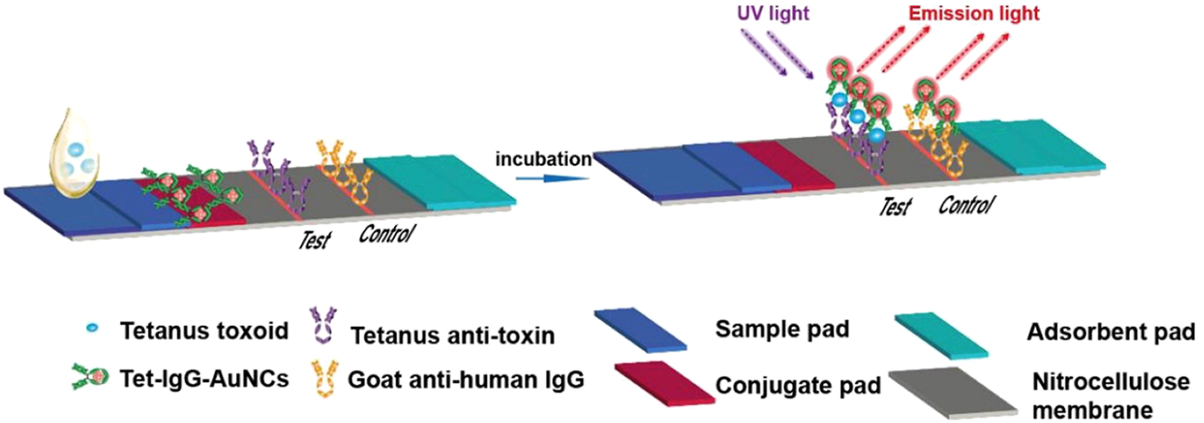 Diagram showing a lateral-flow assay process. It involves a sample pad, conjugate pad, nitrocellulose membrane, and adsorbent pad. Tetanus toxoid, Tet-IgG-AuNCs, tetanus anti-toxin, and goat anti-human IgG interact during incubation. UV light causes emission light, highlighting test and control results.