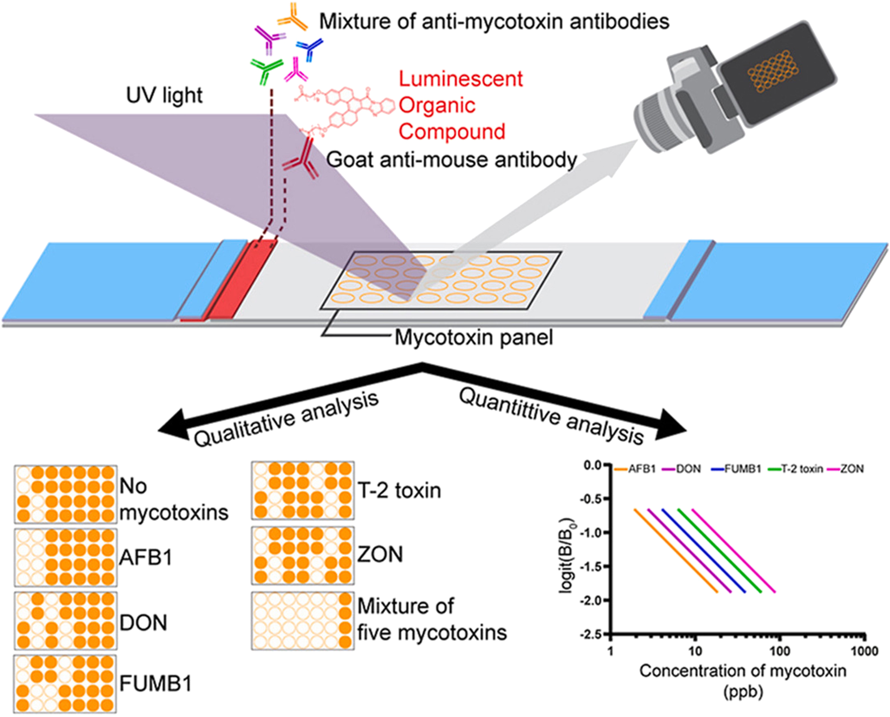 Diagram illustrating a mycotoxin analysis method. A mycotoxin panel is analyzed using a mixture of anti-mycotoxin antibodies, a luminescent organic compound, and goat anti-mouse antibody. A camera detects the luminescence under UV light. The analysis is both qualitative and quantitative, showing different mycotoxin levels: no mycotoxins, AFB1, DON, FUMB1, T-2 toxin, ZON, and a mixture. A graph displays mycotoxin concentration versus logit signal for AFB1, DON, FUMB1, T-2 toxin, and ZON.