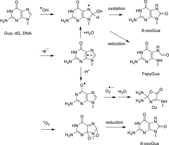 Chemical reaction diagram showing the main oxidation and reduction pathways of guanine. The diagram begins with guanine, labeled Gua, dG, DNA, and proceeds through various chemical species under the influence of hydroxyl radicals, electrons, protons, and molecular oxygen. Key products include 8-oxoGua, FapyGua, and Oz. Each reaction step is labeled with the corresponding chemical changes, including the gain or loss of electrons and protons.