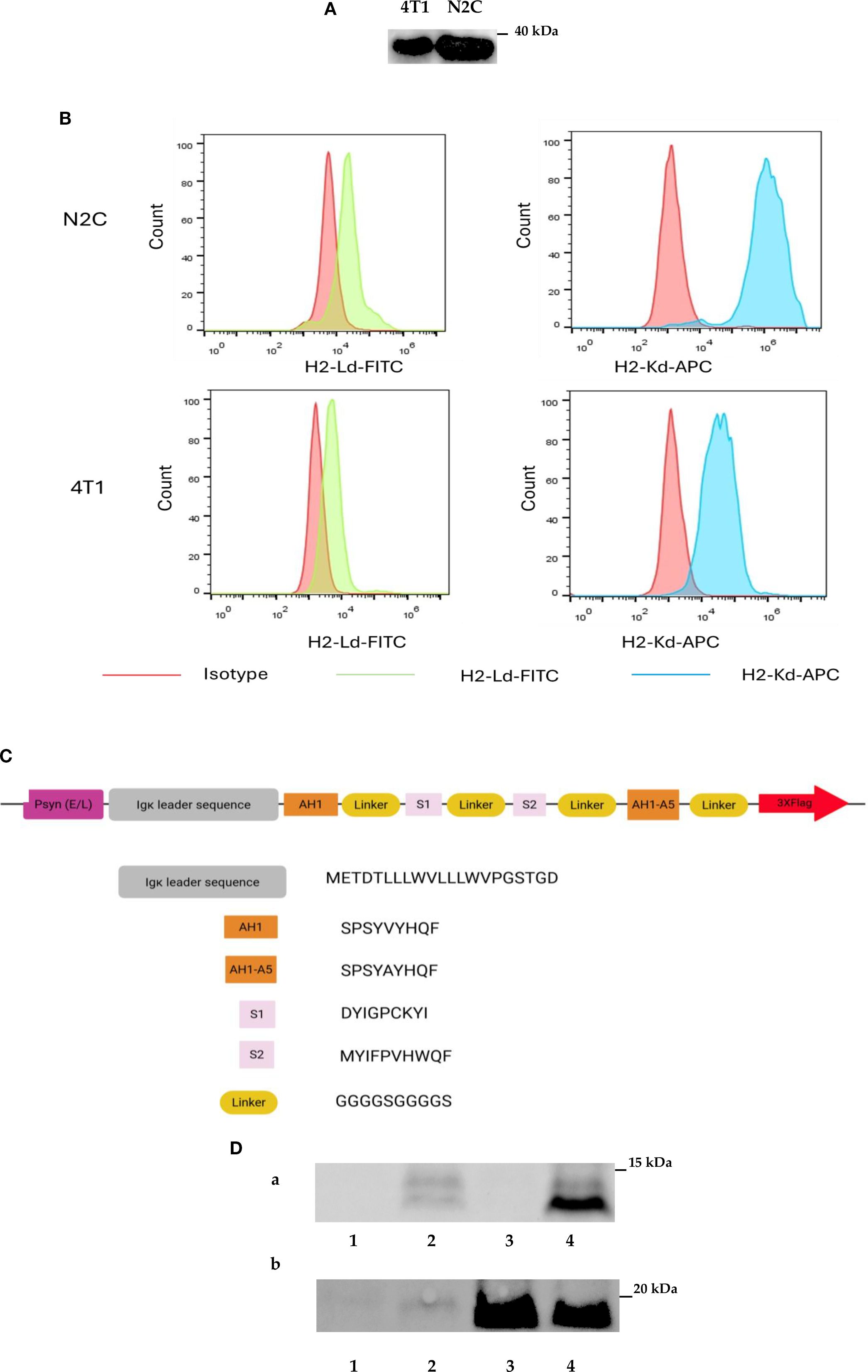 (A) Western blot showing SPARC protein bands for 4T1 and N2C at 40 kDa. (B) Flow cytometry histograms for N2C and 4T1 with two types: H2-Ld-FITC and H2-Kd-APC. (C) Diagram of a synthetic gene sequence with elements like the Igk leader sequence, AH1, AH1-A5, S1, S2, and linkers. (D) Western blots labeled 'a' and 'b' with bands at 15 kDa (SPARC/gp70-fusion protein) and 20 kDa (mIL2), respectively, for lanes 1 to 4 represent different virus types.