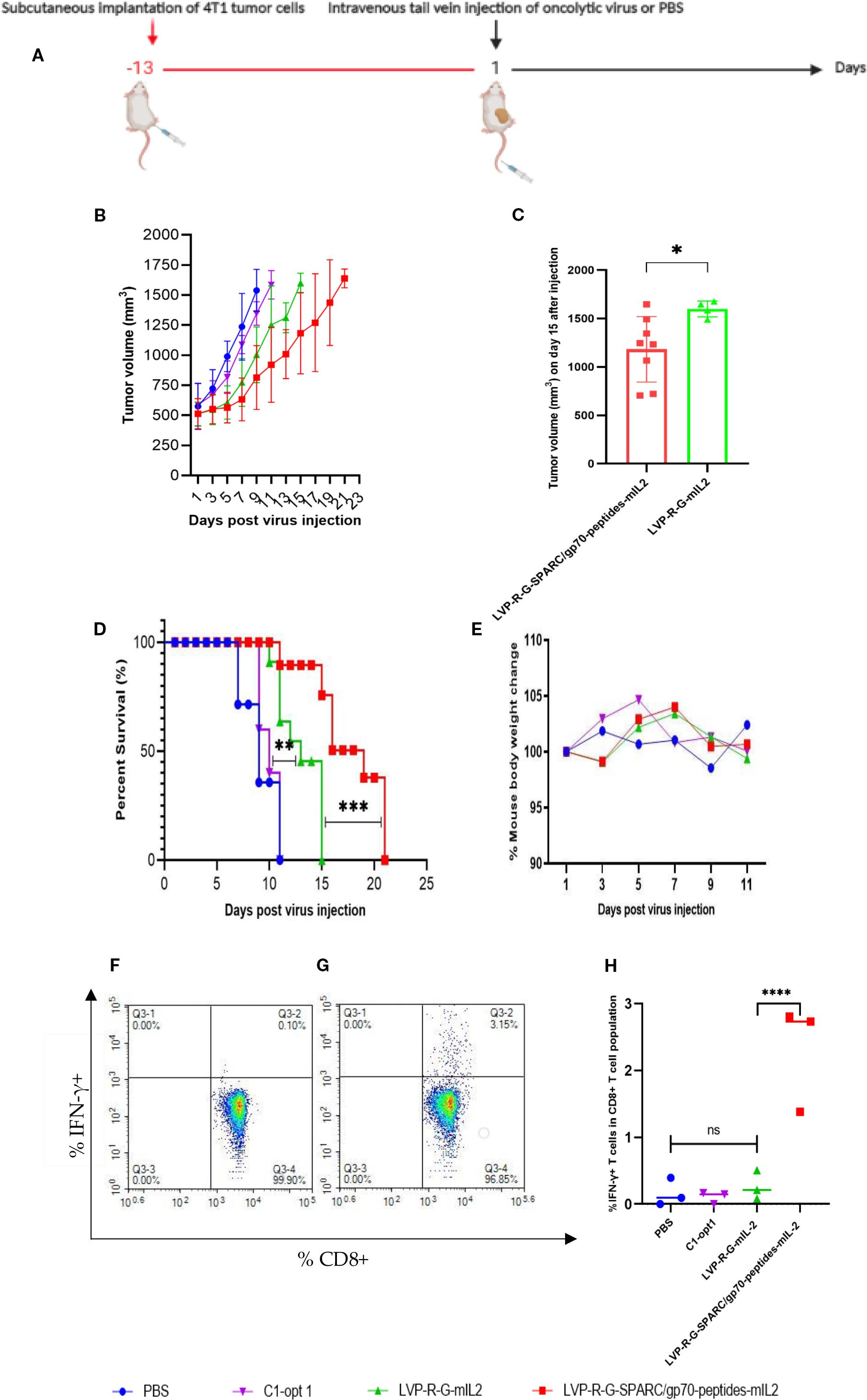 A series of scientific panels showing an experiment on mice. Panel A: Diagram with steps for subcutaneous tumor implantation and intravenous injection of oncolytic virus or PBS. Panel B: Graph showing tumor volume over days post-injection for different treatments. Panel C: Bar chart comparing tumor volumes on day fifteen from the LVP-R-G-SPARC/gp70-peptides-mIL2 and LVP-R-G-mIL2 treated mouse groups. Panel D: Survival curve for mice post-injection. Panel E: Line graph of mouse body weight change over days. Panels F and G: Dot plots showing percentages of IFN-g+ cells in the CD8+ cells population from the LVP-R-G-mIL2 and LVP-R-G-SPARC/gp70-peptides-mIL2 treated mouse groups. Panel H: Graph showing percentages of IFN-g+ cells in CD8+ T cell populations across different treatments.