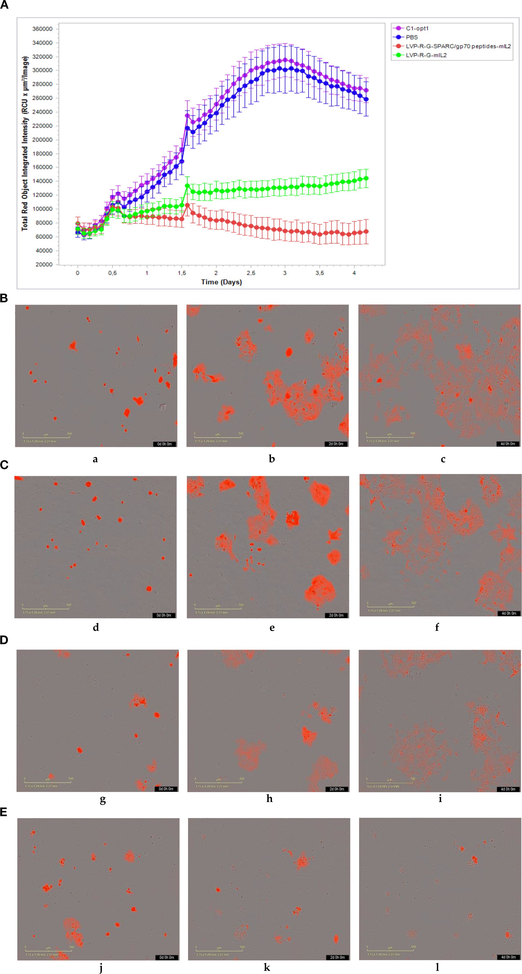 Graph A shows a line chart comparing total red object integrated intensity, which represents the area of 4T1-turbo cells in a cell culture plate, over time for different treatments: C1-opt1, PBS, LVP-R-G-SPARC/grp70 peptides-mIL2, and LVP-R-G-mIL2. Sections B, C, D, and E contain microscopic images labeled a to l, showing 4T1-turbo cells co-cultured with CD8+ T cells (stimulated by peptides) from different mice groups and monitored over time by incuCyte, indicating the killing efficiency of CD8+ T cells.