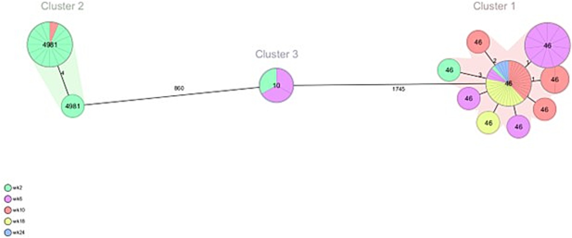 Diagram showing three clusters connected by lines labeled with distances. Cluster 1 has multiple nodes with the number 46, in various colors. Cluster 2 has two green nodes labeled 4981. Cluster 3 consists of a single node divided into green and pink segments labeled 10. A legend indicates different colors representing various weeks: week two (green), week six (purple), week ten (red), week eighteen (yellow), and week twenty-four (blue).