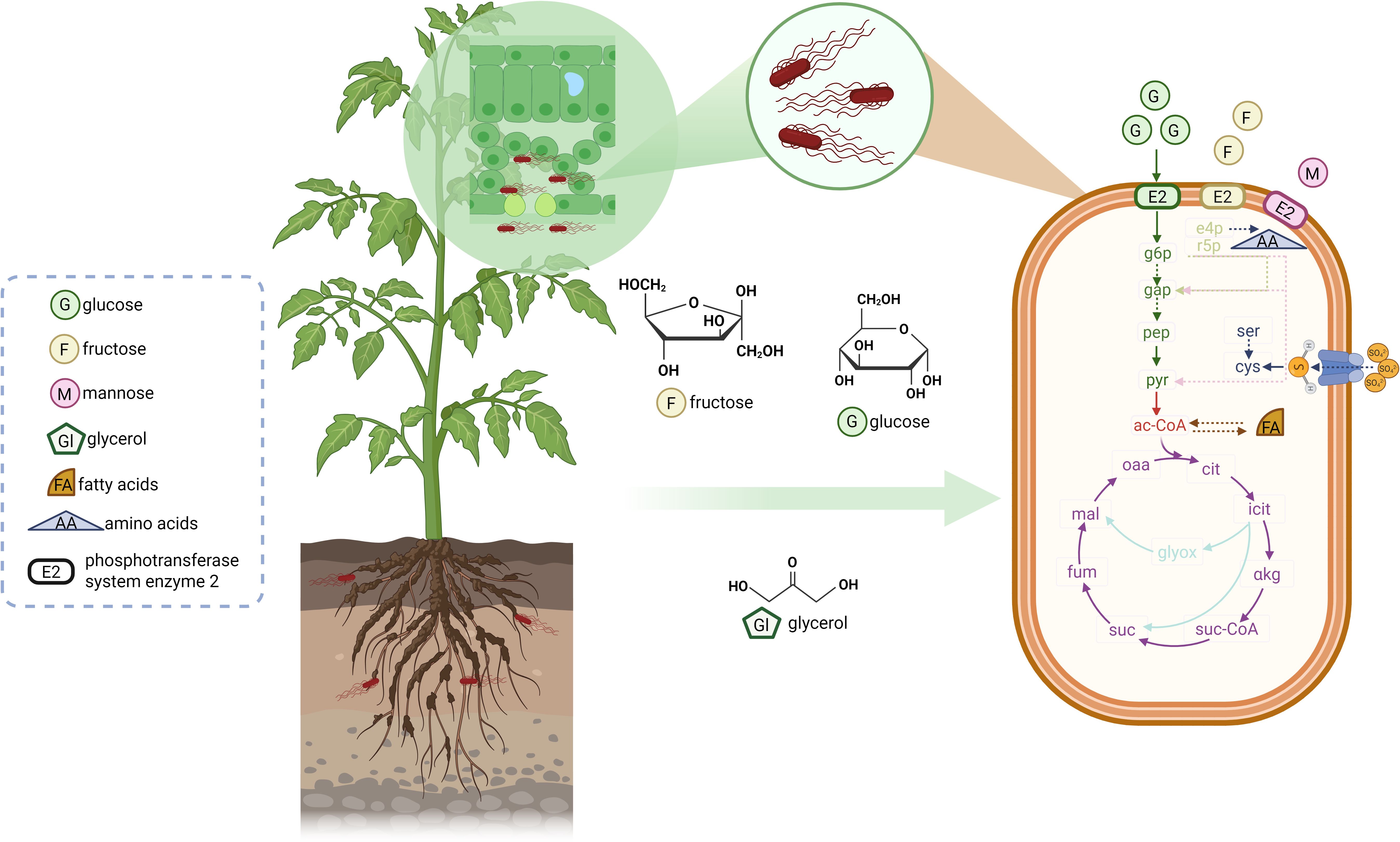 Illustration of a tomato plant grown in soil. Roots as well as leaves are colonized by bacteria, those are shown in red and represent Salmonella enterica. Plant provides nutrients for bacteria, indicated by a green arrow. Inset shows glucose, fructose, and glycerol molecules, the main nutrient available for bacteria in plant environment. Bacterial cell diagram highlights glucose catabolism. Legend describes symbols for chemicals involved.