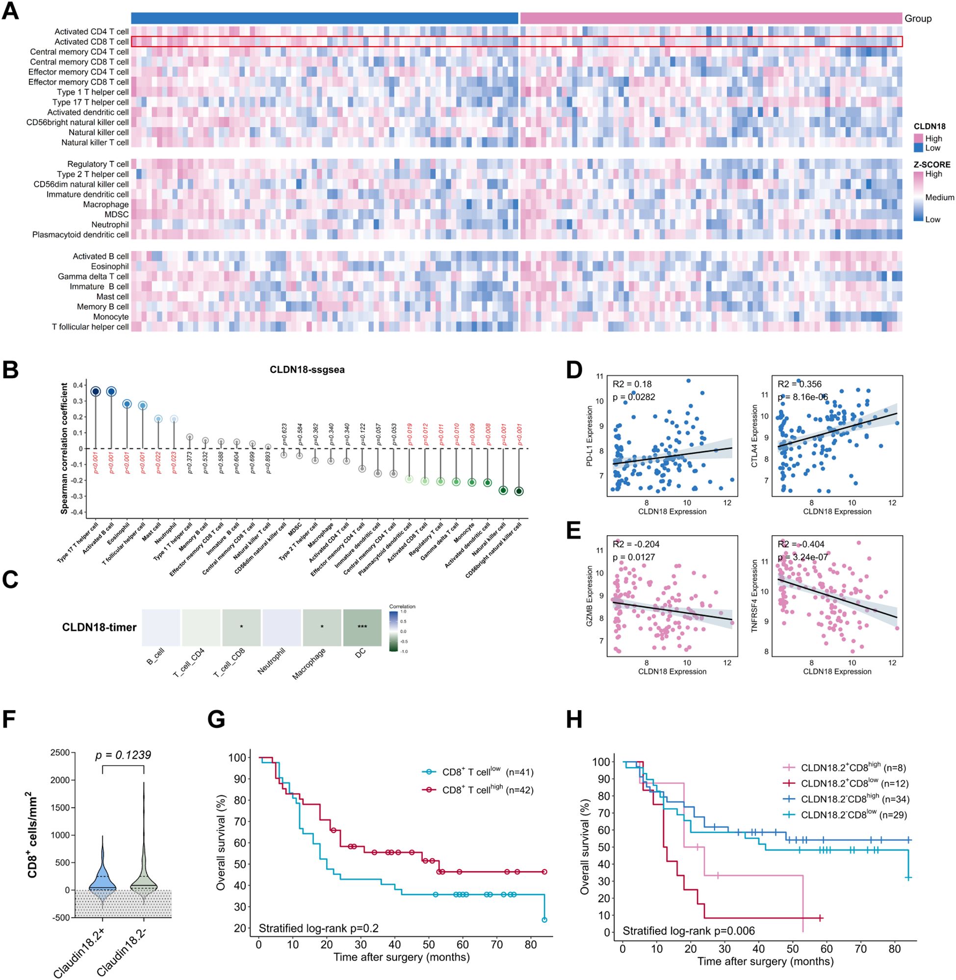 Graphical panels present data regarding CLDN18 expression in tumor samples. Panel A shows a heatmap of immune cell infiltration. Panel B features a bar plot with Spearman correlation coefficients. Panel C provides a correlation heatmap. Panels D and E include scatter plots of gene expression correlations. Panel F displays a violin plot of CD8+ cell counts across CLDN18 expression levels. Panels G and H show survival curves based on CD8+ T cell levels and CLDN18 expression.