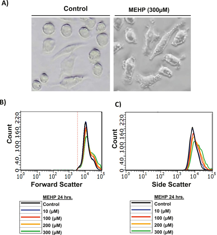 Panel A shows cell morphology under control conditions and after MEHP exposure (300 μM), illustrating distinct structural changes. Panel B displays a graph of forward scatter counts for varying MEHP concentrations over 24 hours, with curves for control, 10 μM, 100 μM, 200 μM, and 300 μM. Panel C depicts a similar graph for side scatter counts under the same conditions, showing differences in scattering patterns related to MEHP concentration.