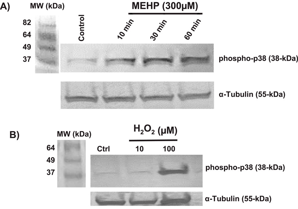 Western blot images showing protein expression. Panel A: Phospho-p38 (38 kDa) and α-Tubulin (55 kDa) levels after treatment with MEHP (300 µM) for 10, 30, and 60 minutes compared to control. Panel B: Protein expression under H₂O₂ treatment at 10 and 100 µM compared to control, showing phospho-p38 and α-Tubulin bands. Molecular weights are indicated on the left.