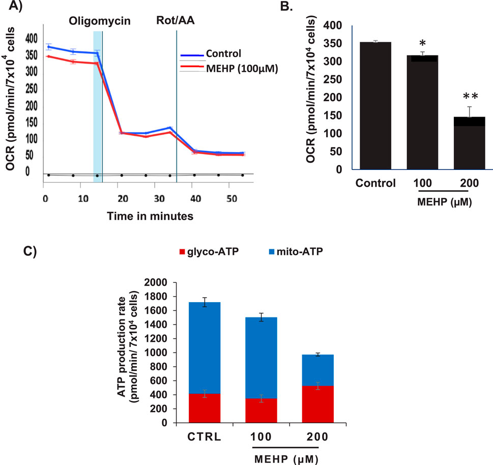 Graph A shows the oxygen consumption rate (OCR) of cells over time with control and MEHP (100 μM), indicating a decrease after adding oligomycin and Rot/AA. Graph B is a bar graph comparing OCR in control, 100 μM, and 200 μM MEHP groups, showing significant decreases marked by asterisks. Graph C is a stacked bar chart illustrating glycolytic and mitochondrial ATP production rates for control, 100 μM, and 200 μM MEHP, with total ATP production decreasing with higher MEHP concentrations.