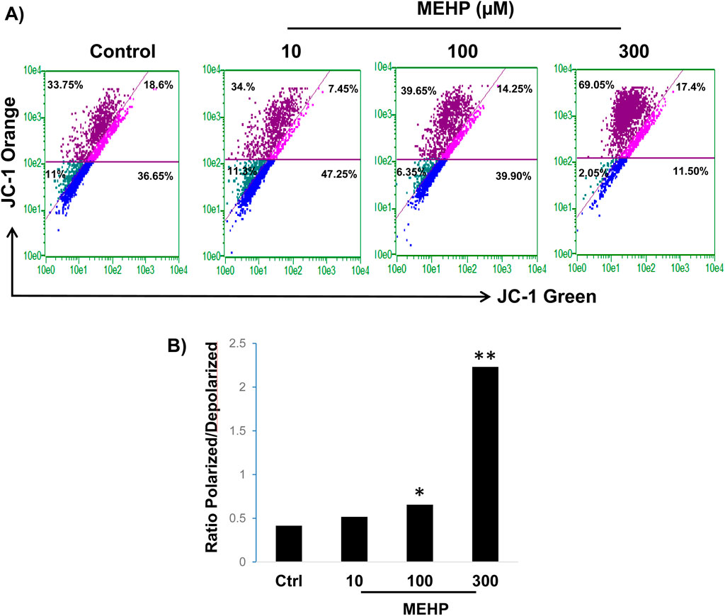 Flow cytometry analysis and bar graph showing the effect of MEHP on mitochondrial membrane potential. Panel A shows scatter plots of JC-1 staining for control and MEHP treatments at 10, 100, and 300 µM, indicating changes in mitochondrial polarization. Panel B illustrates the ratio of polarized to depolarized cells with increasing MEHP concentrations, showing significant increases at 100 and 300 µM, marked by asterisks.