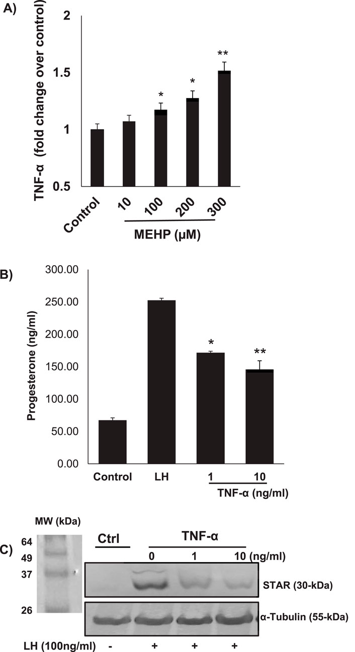 Chart A shows TNF-alpha levels increasing with higher MEHP concentrations, peaking at 300 µM. Chart B illustrates a decrease in progesterone as TNF-alpha increases, except at LH. Panel C displays protein bands for STAR at 30-kDa and alpha-tubulin at 55-kDa, comparing control and TNF-alpha conditions with or without LH.