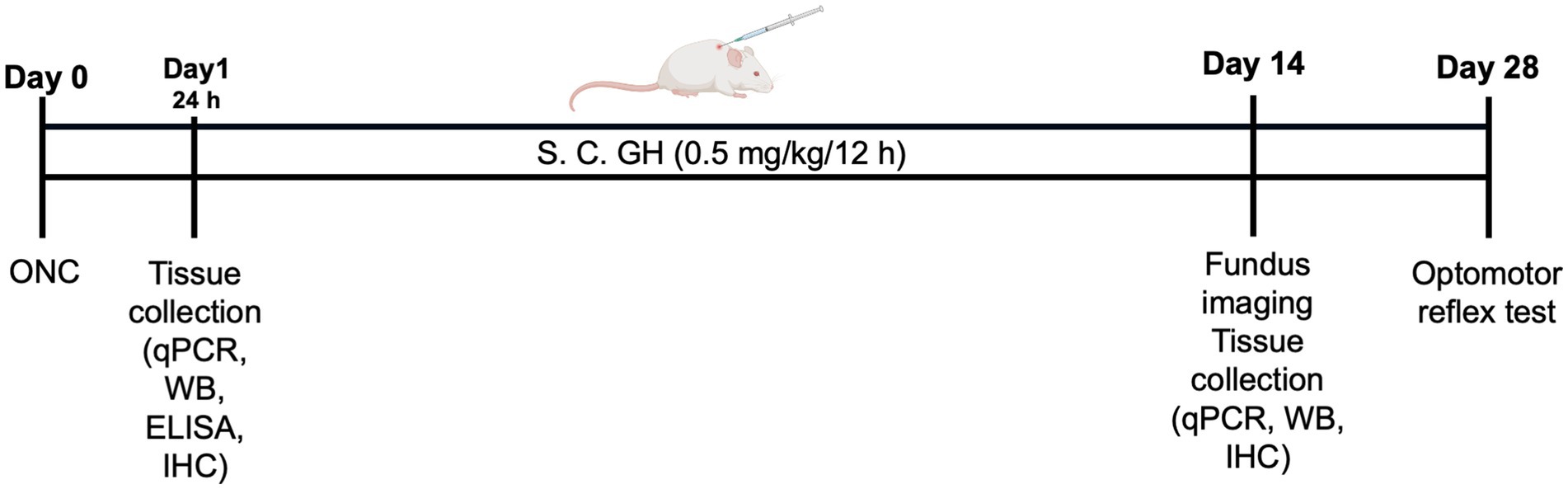 Timeline of a scientific experiment involving a rat with four key stages. Day 0: ONC performed. Day 1: Tissue collection for qPCR, WB, ELISA, and IHC. Day 14: Fundus imaging and additional tissue collection for molecular/cellular analysis. Day 28: Optomotor reflex test. Throughout, a rat receives a subcutaneous GH injection (0.5 mg/kg every 12 hours).