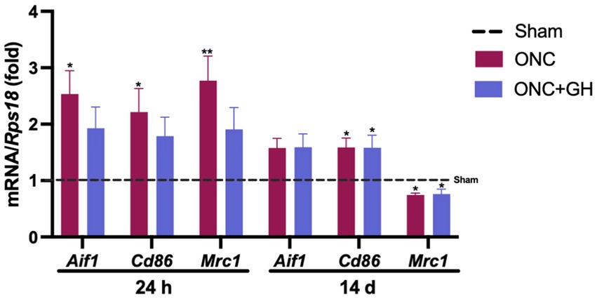 Bar graph showing mRNA/Rps18 fold change for Aif1, Cd86, and Mrc1 at 24 hours and 14 days. Three conditions compared: Sham (dashed line), ONC (red), and ONC+GH (blue). Significant increases are marked with asterisks.