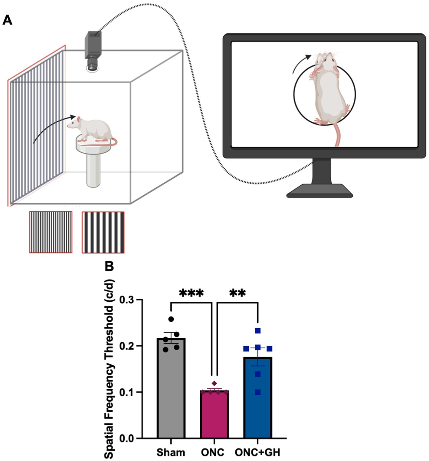 Panel A shows a diagram where a rat, positioned on a platform, observes striped patterns inside a testing box. Its head movement is captured by a camera and displayed on a monitor. Panel B presents a bar graph comparing spatial frequency thresholds across three conditions: Sham, ONC, and ONC+GH. The Sham group shows the highest threshold, followed by ONC+GH, with ONC having the lowest. Asterisks indicate statistical significance.
