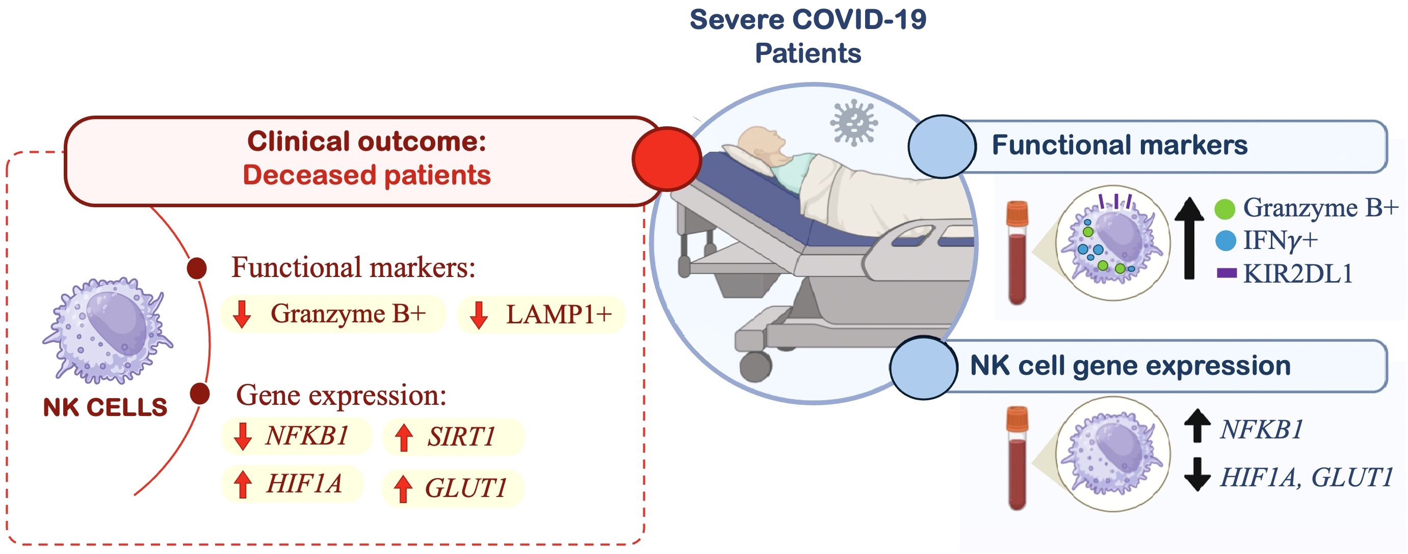 Diagram comparing deceased and severe COVID-19 patients regarding NK cells. For deceased patients, functional markers Granzyme B and LAMP1 are decreased, while gene expression shows decreased NFKB1 and increased SIRT1, HIF1A, GLUT1. For severe patients, functional markers Granzyme B, IFN-y, and KIR2DL1 are increased; NK cell gene expression shows increased NFKB1 and decreased HIF1A, GLUT1. Includes a patient illustration and blood sample images.