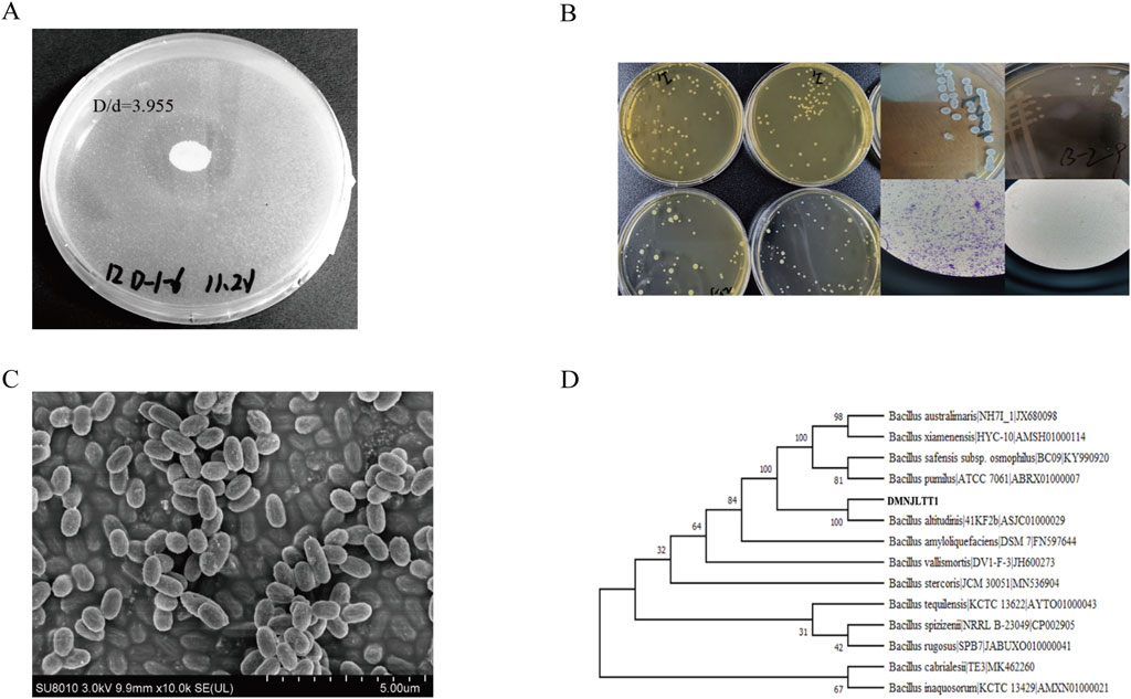 Panel A shows a petri dish with a microbial growth inhibition zone marked D/d=3.955. Panel B features several petri dishes with bacterial colonies at different growth stages. Panel C displays a scanning electron microscope image of rod-shaped bacteria. Panel D presents a phylogenetic tree showing various Bacillus species, highlighting their genetic relationships with branch support values.