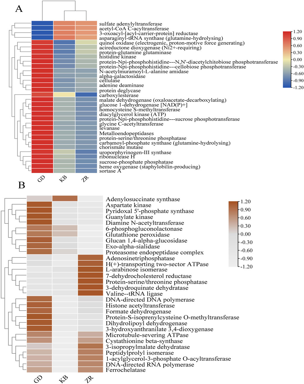 Heatmap with hierarchically clustered data, showing enzyme activity levels from three samples: GD, KB, and ZR. Panel A displays enzymes involved in processes like sulfate adenylyltransferase and histidine kinase. Panel B focuses on enzymes such as adenylosuccinate synthase and glutathione peroxidase. Color gradient from blue to red indicates activity from low to high.