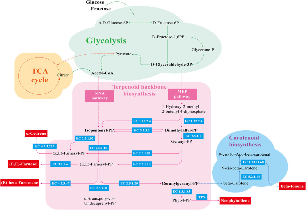 Diagram illustrating metabolic pathways involved in glucose metabolism, terpenoid backbone biosynthesis, and carotenoid biosynthesis. It shows connections between glycolysis, the TCA cycle, MVA and MEP pathways, and carotenoid synthesis. Key intermediates like Acetyl-CoA, Isopentenyl-PP, Geranyl-PP, and various enzymes (EC numbers provided) are highlighted. End products include alpha-Cedrene, Farnesol, and beta-Ionone.