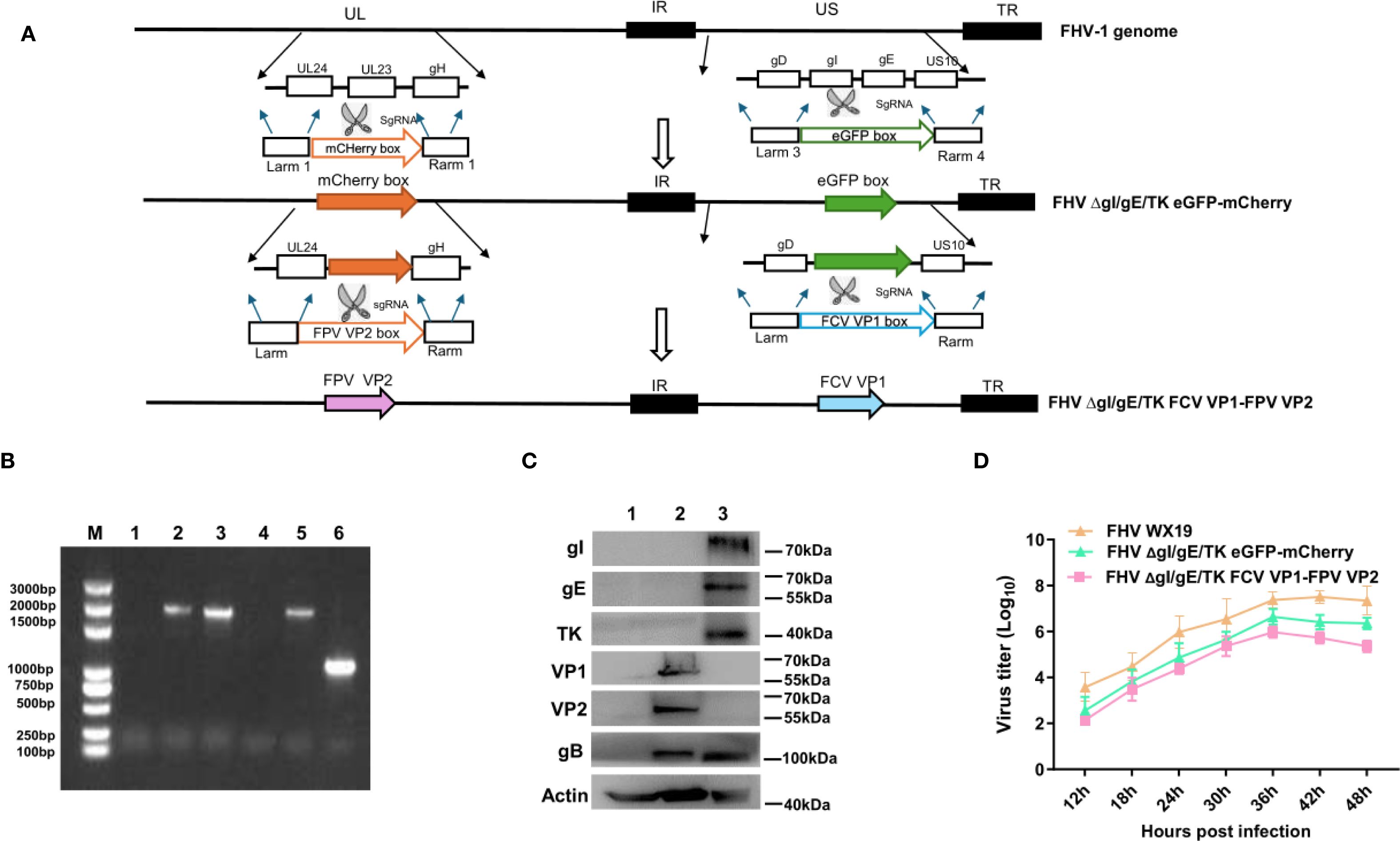 Panel A shows schematic diagrams of genetic modifications to the FHV-1 genome, including the insertion of mCherry, eGFP, and FPV VP boxes. Panel B displays an agarose gel electrophoresis image with DNA bands, ranging from 100 to 3000 base pairs, across multiple lanes. Panel C depicts a Western blot analysis of specific proteins with indicated molecular weights labeled alongside bands. Panel D presents a line graph comparing virus titers over time post-infection for different FHV strains, showing trends with error bars from 12 to 48 hours.