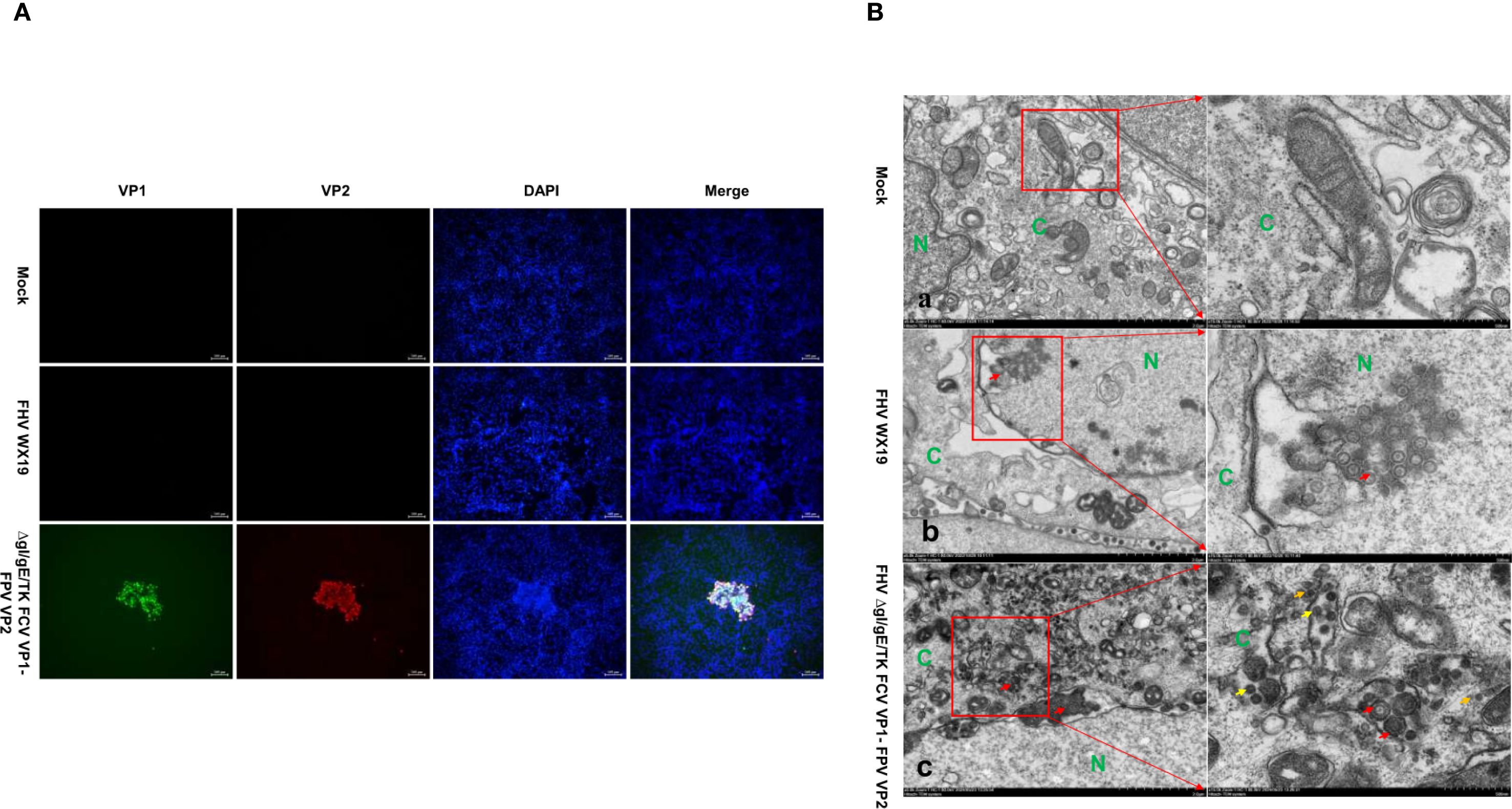 Panel A shows fluorescence microscopy images divided into columns labeled VP1, VP2, DAPI, and Merge, with rows for Mock, FHV WX19, and ΔgE/gI/ETFK FCV VP1-FPV VP2. The ΔgE/gI/ETFK FCV VP1-FPV VP2 row shows distinct green and red fluorescence indicating protein expression. Panel B presents three grayscale electron microscopy images of Mock, FHV WX19, and FHV ΔgE/gI/ETFK FCV VP1-FPV VP2 samples. Each has a highlighted section showing cell structures.