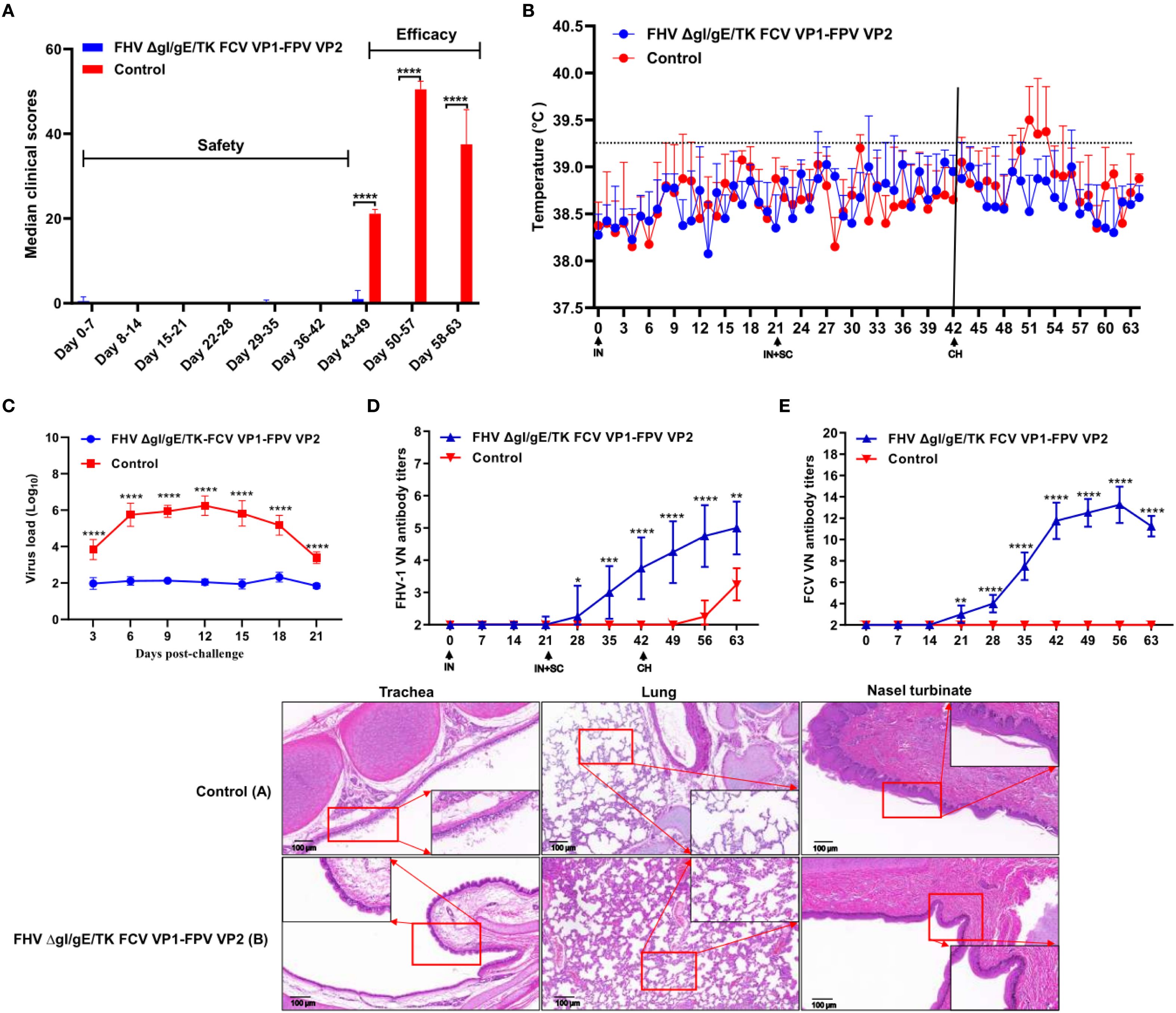 Graphs and histological images compare the effects of FHV ΔgI/gE/TK FCV VP1-FPV VP2 treatment versus control. Graph A shows lower median clinical scores for treatment, indicating efficacy and safety. Graph B shows temperature readings, with treatments maintaining stable levels. Graph C displays reduced virus loads in the treatment group post-challenge. Graphs D and E indicate higher FHV-1 and FCV VN antibody titers for treated subjects. Histological images of trachea, lung, and nasal turbinate reveal less cellular damage in treated samples compared to controls. Statistical significance is marked by asterisks.