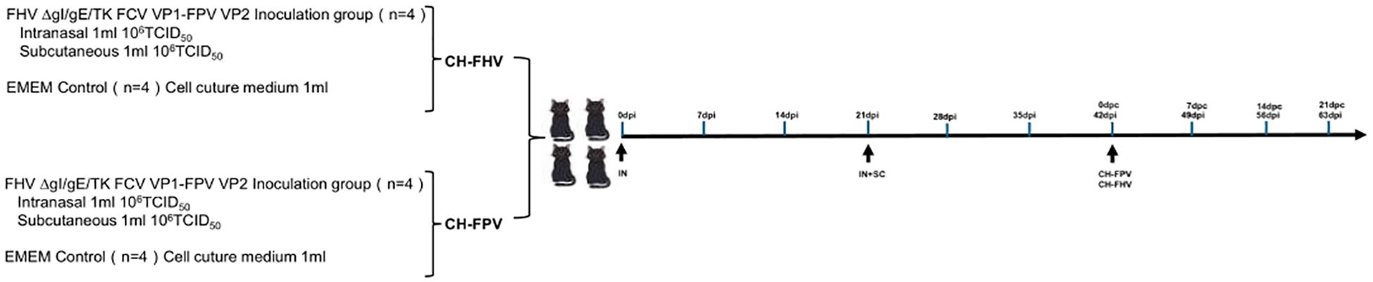 Diagram showing a timeline of an experiment with feline herpesvirus (FHV) and feline calicivirus (FCV). Two groups, each with four subjects, receive intranasal and subcutaneous inoculations on day zero. The timeline marks intervals at 7, 14, 21, 28, 35, 42, 49, 56, and 63 days post-inoculation. Two nodes labeled CH-FHV and CH-FPV represent different treatment phases.