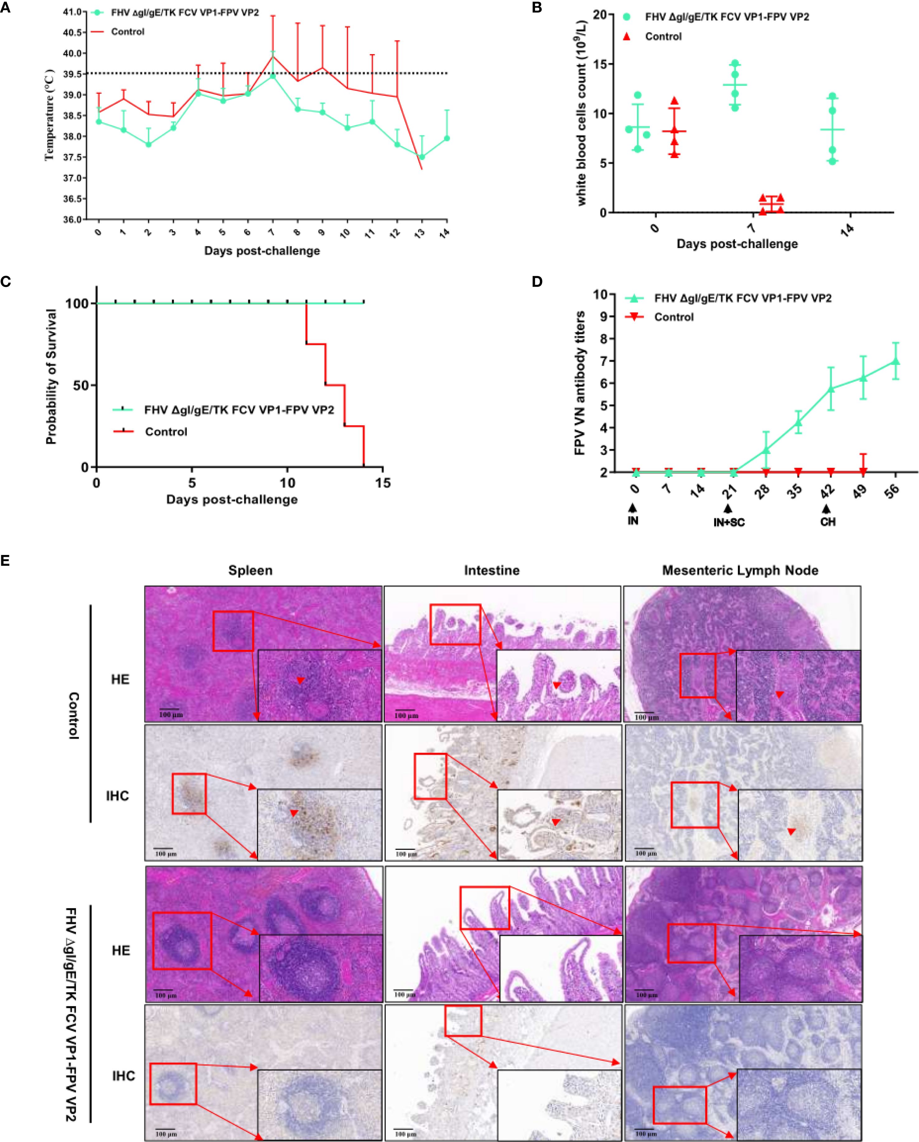 A series of charts and images showing the results of a study. Chart A displays temperature changes over days post-challenge, comparing FHV and control groups. Chart B shows white blood cell counts, with FHV having higher counts than controls. Chart C illustrates survival probability, with controls showing decreased survival. Chart D presents FPV V antibody titers, increasing over time in the FHV group. Image E comprises histological slides of spleen, intestine, and mesenteric lymph node tissues, comparing control and FHV groups, with highlighting of affected areas in magnified insets.