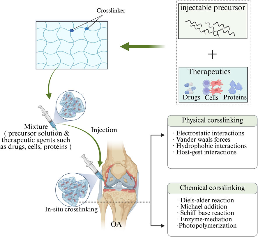 Diagram illustrating the process of in-situ crosslinking using an injectable precursor combined with therapeutic agents like drugs, cells, or proteins. It shows a syringe injecting the mixture into a joint affected by osteoarthritis (OA). Crosslinking occurs through physical and chemical interactions, with details provided.