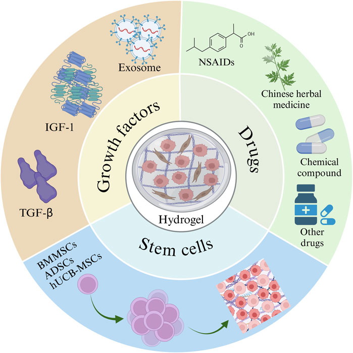 Diagram illustrating the components of a hydrogel system for tissue repair, divided into three sections: growth factors, drugs, and stem cells. Growth factors include IGF-1, TGF-β, and exosomes. Drugs include NSAIDs, Chinese herbal medicine, chemical compounds, and other drugs. Stem cells include BMMSCs, ADSCs, and hUCB-MSCs, depicted as cells interacting with a hydrogel matrix for therapeutic applications.