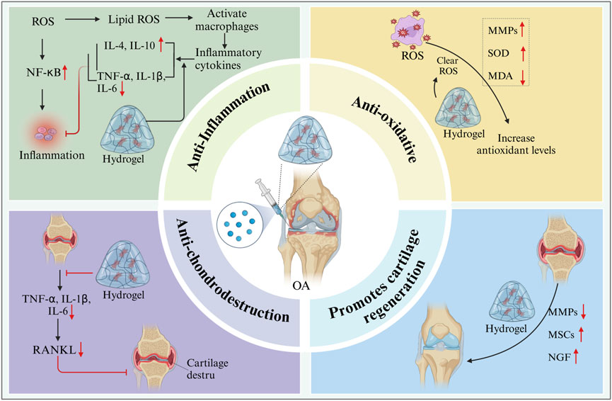 Illustration of hydrogel for osteoarthritis treatment showing four sections: anti-inflammation, anti-oxidative, anti-chondrodestruction, and cartilage regeneration. Inflammation is reduced by blocking ROS and NF-κB. Antioxidative properties increase MMPs, SOD, and decrease MDA. Anti-chondrodestruction lowers TNF-α, IL-1β, IL-6, and RANKL, preventing cartilage damage. Cartilage regeneration is promoted by decreasing MMPs and increasing MSCs and NGF. Central image shows hydrogel injection into a knee joint.