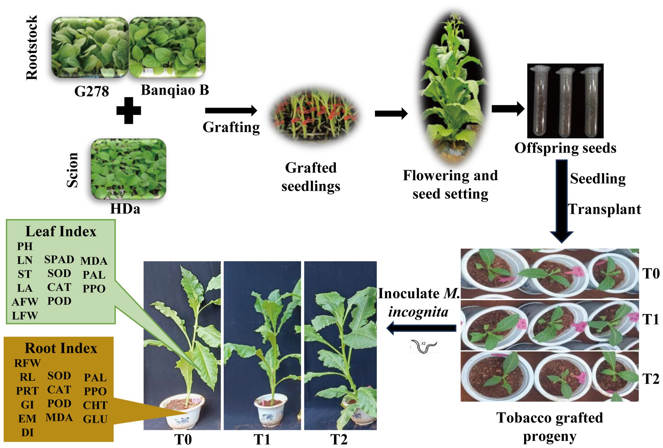 Diagram illustrating a grafting process involving tobacco plants. Top sequence: G278 and Banqiao B rootstocks are grafted with HDa scion, resulting in seedlings that flower and produce seeds. These seeds are used for transplanting. Bottom sequence: Seedlings at stages T0, T1, and T2 are shown in pots, with a focus on leaf and root indices like PH, LN, RL, and MDA. The diagram includes inoculation with M. incognita and depictions of growth indicators.