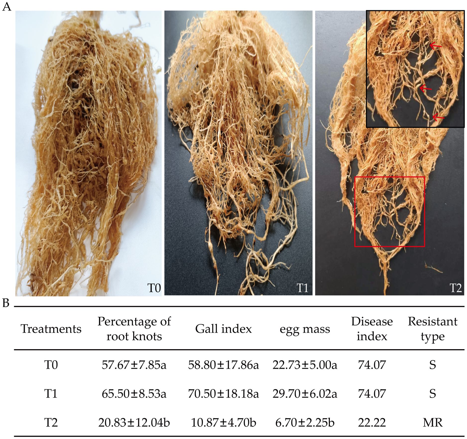 Three images of plant roots labeled T0, T1, and T2 show variations in root knot severity. T2 has fewer knots with an inset highlighting gall details. Below, a table presents data on root knot percentage, gall index, egg mass, and disease response for each treatment.