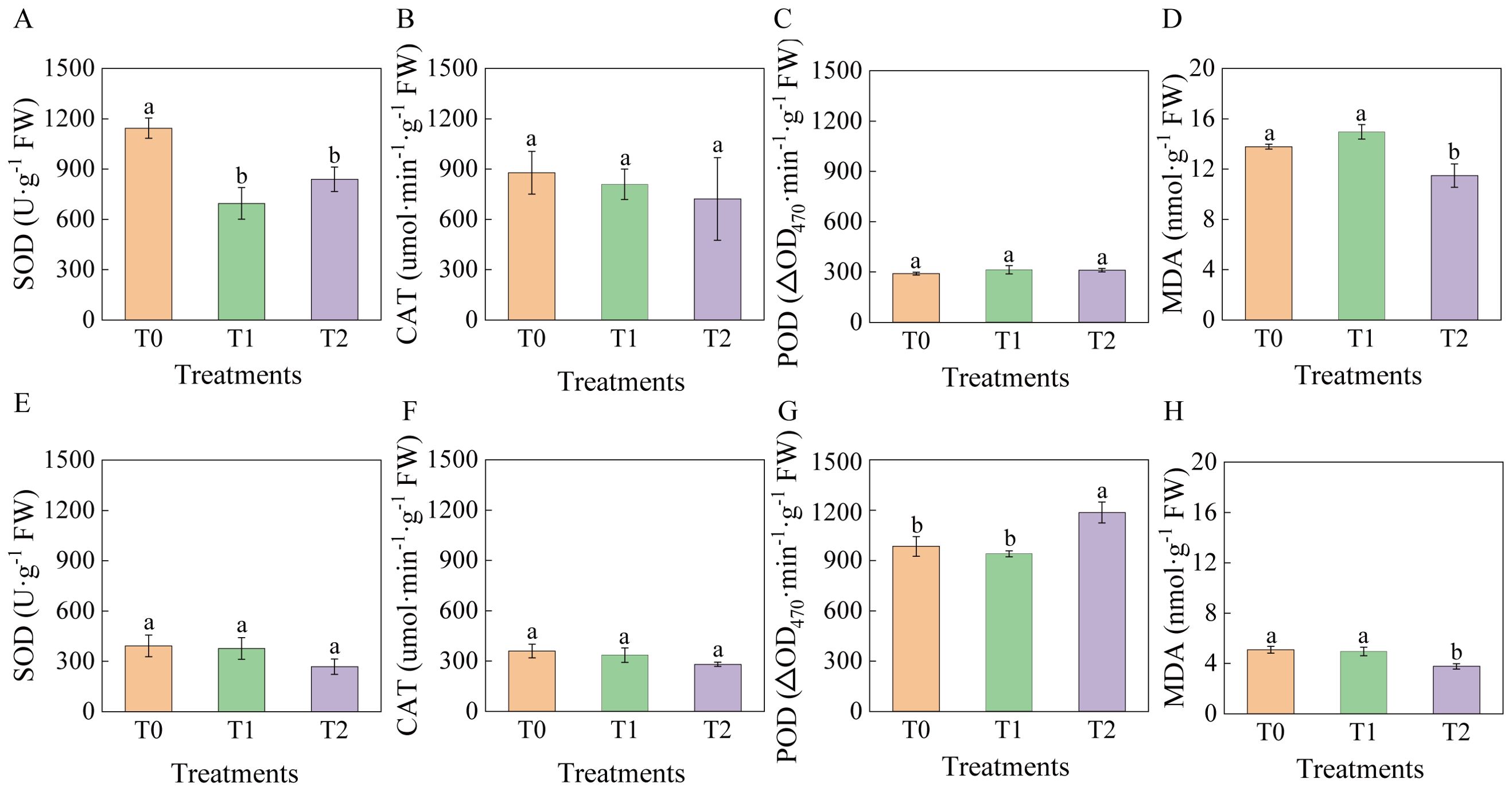 Bar graphs labeled A to H display the effects of three treatments (T0, T1, T2) on four measures: SOD, CAT, POD, and MDA. Graphs A and E show SOD levels; A indicates T0 as highest, while E shows similar levels across treatments. Graphs B and F display CAT, both showing uniform levels. Graphs C and G illustrate POD, with C showing consistent levels and G showing T1 lower than T0 and T2. Graphs D and H depict MDA, with D showing T2 lower than T0 and T1, H shows that T2 is significantly lower than T0 and T1. Error bars and significance letters are present.
