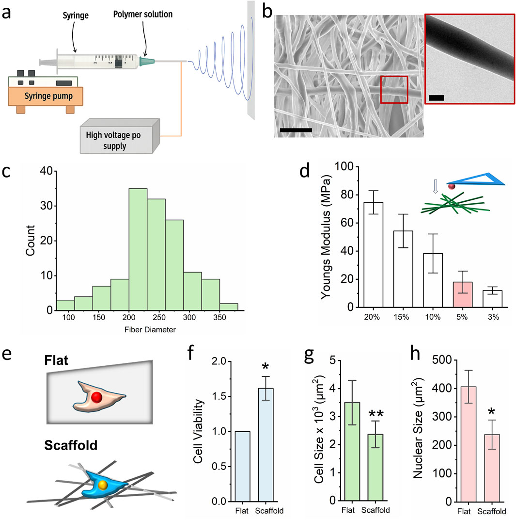 Diagram showing different aspects of electrospun scaffold research. (a) Electrospinning setup with syringe and polymer solution. (b) SEM and TEM images of electrospun fibers, with a close-up. (c) Histogram of fiber diameter distribution. (d) Bar graph comparing Young’s Modulus at various scaffold fiber densities. (e) Schematic of cells on flat vs. scaffold surfaces. (f-h) Bar graphs comparing cell viability, cell size, and nuclear size on flat versus scaffold surfaces, showing statistical significance markers.
