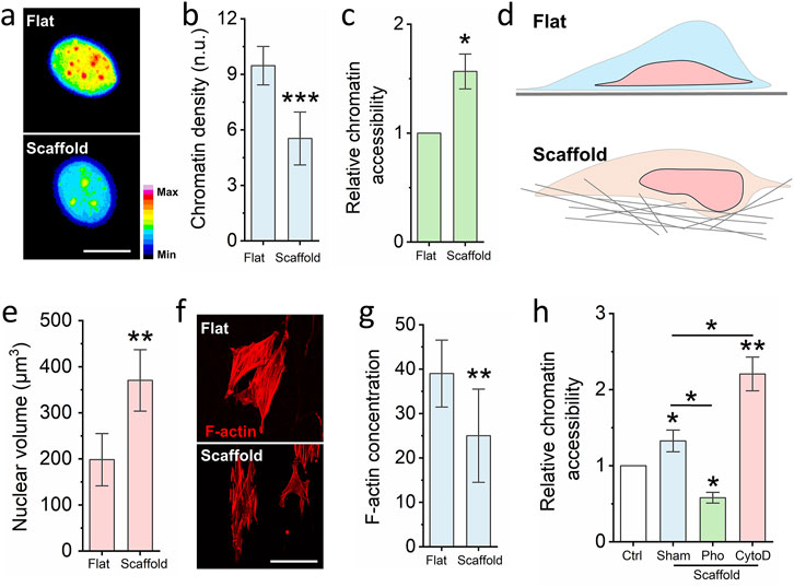 Nanofibrous scaffold increases cell chromatin accessibility. (a) Representative images of chromatin density on cells seed on the glass slide and nanofibrous scaffold. Scale bar = 10 μm. (b) DAPI staining quantifies the chromatin density of cells seed on the glass slide and nanofibrous scaffold. Bar graph shows mean ± SD (n = 50, ***p < 0.001). (c) Chromatin Accessibility Kit detects the chromatin accessibility of cells seed on the glass slide and nanofibrous scaffold. Bar graph shows mean ± SD (n = 3,*p < 0.05). (d) Schematic illustrating the cells seeded on the fibrous scaffold have higher cell volume via increased cell height. (e) DAPI staining quantifies the nuclear volume. Bar graph shows mean ± SD (n = 50, ***p < 0.001). (f) Representative images of F-actin of cells seed on the glass slide and nanofibrous scaffold. Scale bar = 100 μm. (g) Quantification the F-actin of cells seed on the glass slide and scaffold. Bar graph shows mean ± SD (n = 50, **p < 0.01). (h) Quantification chromatin accessibility of cells which are seed on the scaffold and pretreated by the F-actin polymerization inhibitor and depolymerization inhibitor, cells seed on the glass slide act as the control. Bar graph shows mean ± SD (n = 3,*p < 0.05, **p < 0.01). Significance was determined by a one-way ANOVA and Tukey’s multiple comparison test, and a two-tailed unpaired t-test.