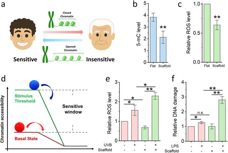 Nanofibrous scaffold increases cell sensitivity. (a) Schematic illustrating the relationship between cells sensitivity and chromatin accessibility. (b,c) ELISA quantifies the 5-mC and ROS level of cells seed on the glass slide and nanofibrous scaffold. Bar graph shows mean ± SD (n = 3, **p < 0.01). (d) Schematic illustrating the model of cell sensitive window. (e) ELISA quantifies the ROS level of cells seed on the glass slide and scaffold, then damaged by low-dose UVB. Bar graph shows mean ± SD (n = 3,*p < 0.05,**p < 0.01). (f) DNA damage quantified after cells seed on the glass slide and scaffold, then damaged by low-dose LPS. Bar graph shows mean ± SD (n = 3,*p < 0.05,**p < 0.01). Significance was determined by a one-way ANOVA and Tukey’s multiple comparison test, and a two-tailed unpaired t-test.