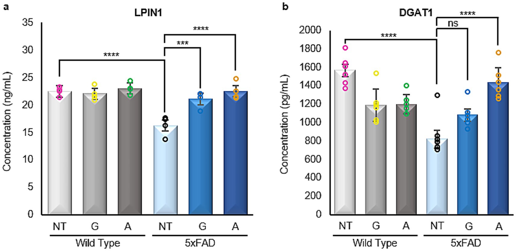 Bar graphs compare LPIN1 and DGAT1 protein concentrations in wild type and 5xFAD mice. LPIN1 concentrations are higher in 5xFAD with significant differences. DGAT1 shows significant variations in wild type and 5xFAD. Bars are color-coded with error bars illustrating variability. Statistical significance is indicated with asterisks and “ns” for not significant.