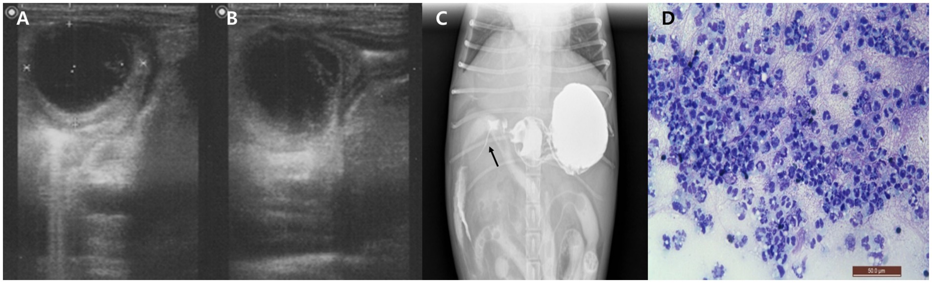 Ultrasound images in panels A and B show a well-demarcated, round, hypoechoic mass within the cranial duodenal wall with mild mural thickening. Panel C is a positive contrast radiograph using oral barium sulfate that demonstrates a narrowed passage with a thread-like appearance at the proximal duodenum, indicated by an arrow. Panel D shows a cytological smear from ultrasound-guided fine needle aspiration, revealing abundant non-degenerate neutrophils without bacteria or neoplastic cells. The cells are stained bluish-purple on a lighter background.