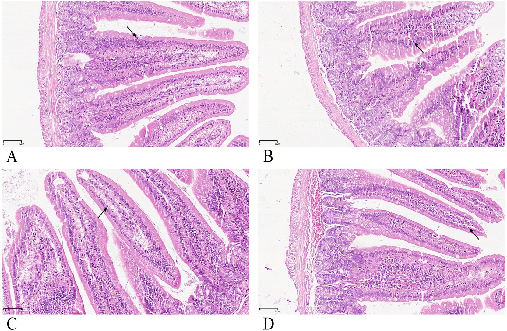 Histological images of mouse small intestine sections, labeled A to D. Each panel shows different degrees of cellular morphology with variable goblet cell distribution, stained in purple and pink. Black arrows indicate specific cellular features or structures in each section.