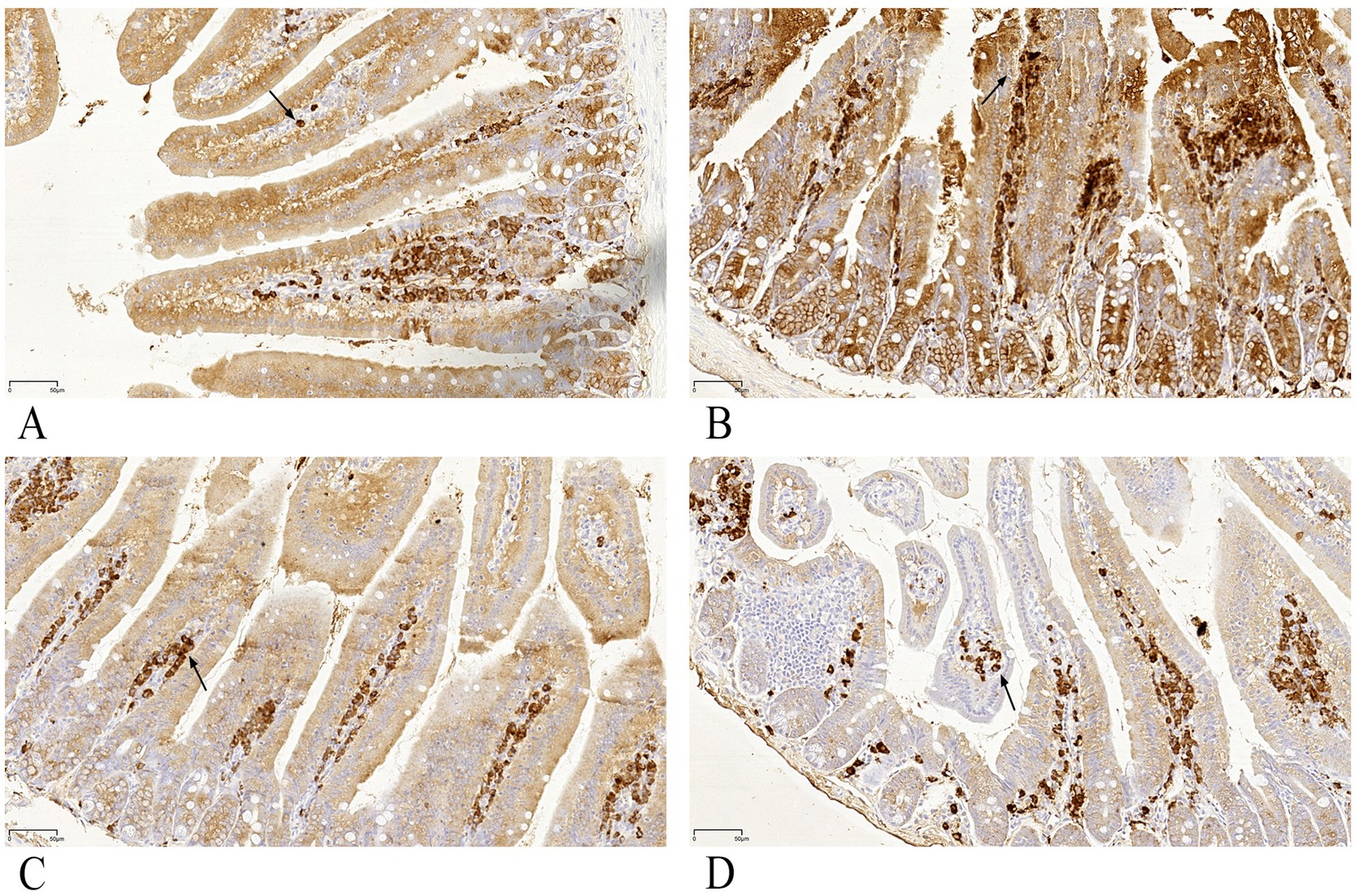 Four-panel image showing staining of intestinal tissue samples. Panels A and C display elongated structures with brown staining and arrows indicating specific areas. Panels B and D show more intricate tissue patterns with prominent brown-stained regions, also marked with arrows. Scale bar is present in each panel.