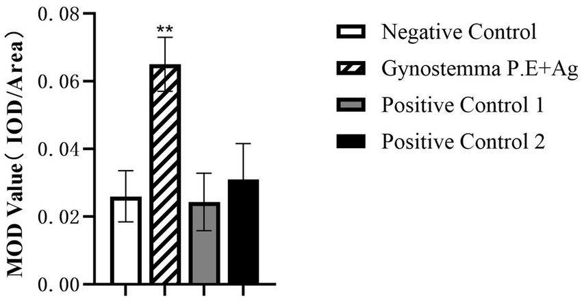 Bar graph comparing MOD values (IOD/Area) for four conditions: Negative Control, Gynostemma P.E+Ag, Positive Control 1, and Positive Control 2. Gynostemma P.E+Ag shows the highest value at 0.07 with statistical significance indicated by asterisks. Positive Controls have moderate values, and Negative Control has the lowest.