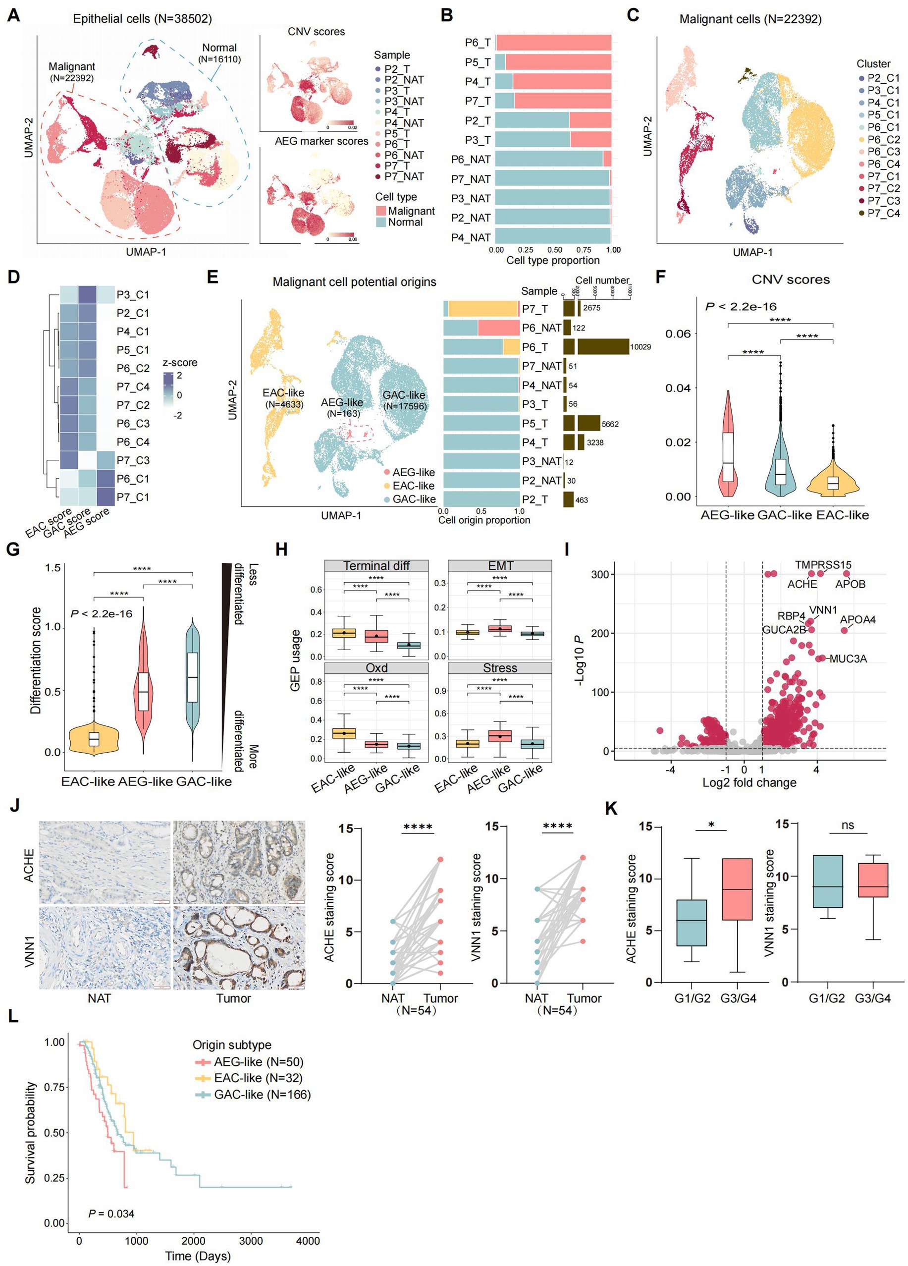 Frontiers | Malignant epithelia cells-derived spermine