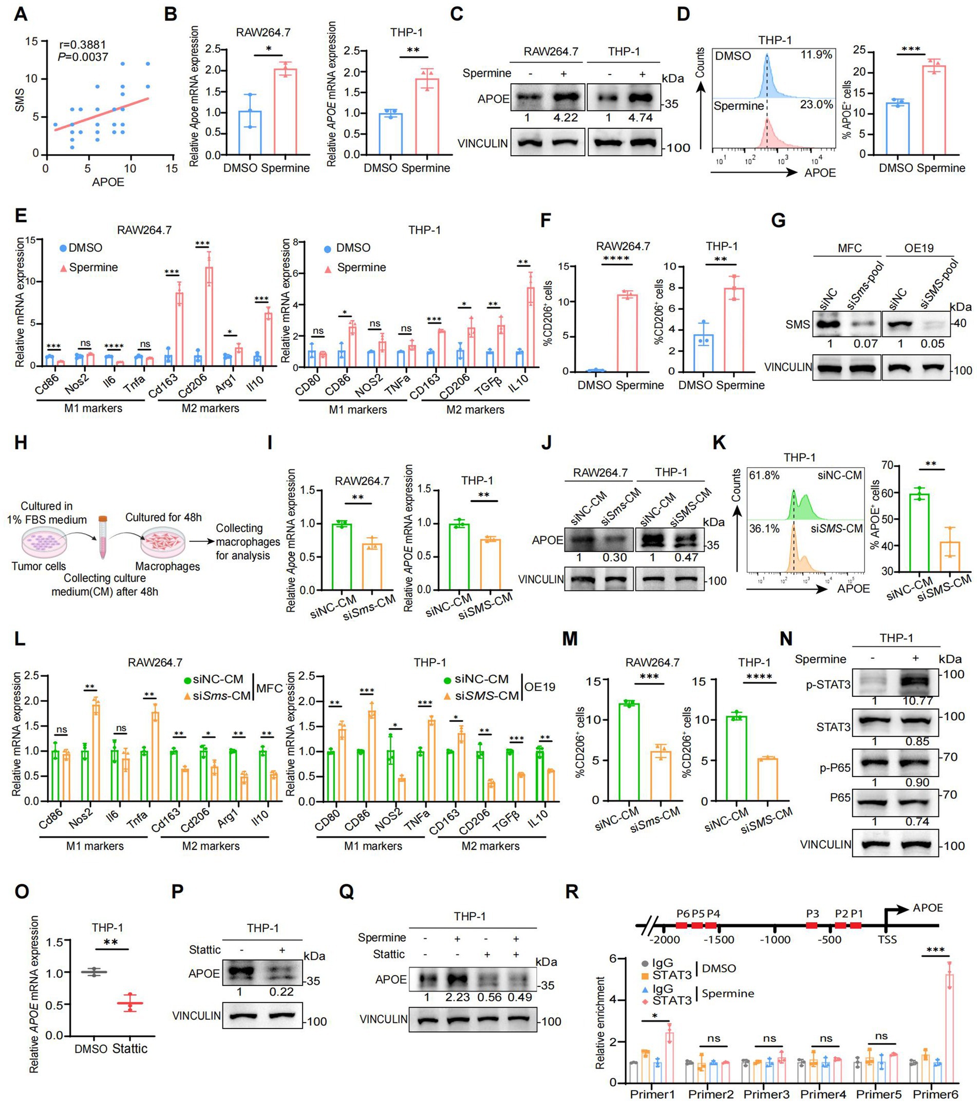 Various panels illustrate experimental results regarding APOE expression in different cell lines. Panels A and B show scatter plots and bar graphs of RNA expression changes due to treatments like spermine and DMSO. Panels C, F, G, J, N, P, and Q display Western blot analyses, indicating protein expression levels for proteins such as APOE and Vinculin across different conditions. Other panels (D, E, I, K, L, M, R) include flow cytometry data and additional bar charts highlighting statistical analyses. Panel H describes a methodology schematic for cell culture studies.