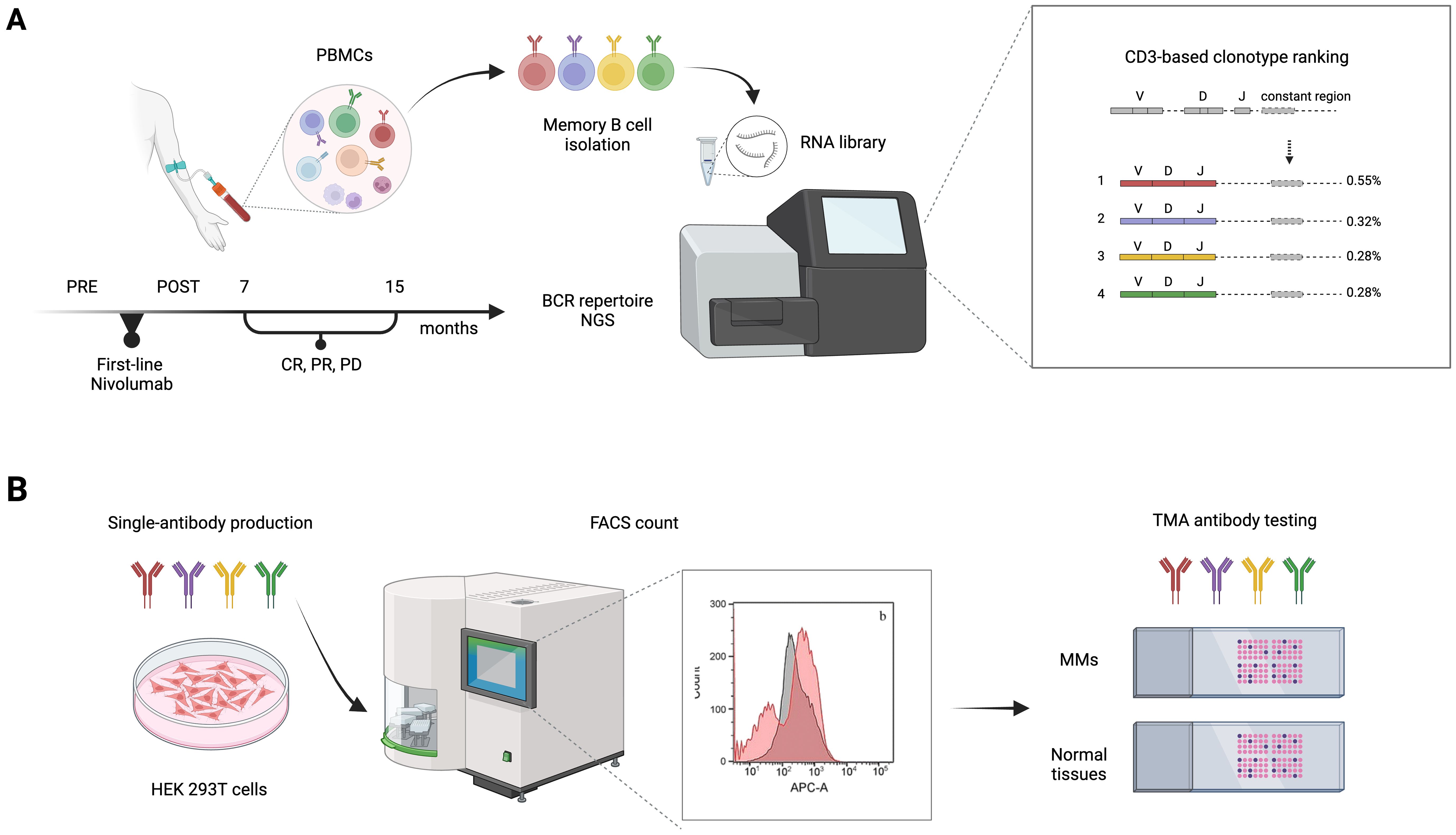 Workflow of an immunotherapy research process. Part A shows PBMC extraction, memory B cell isolation, RNA library preparation, and BCR repertoire NGS over months post-Nivolumab treatment, with CD3-based clonotype ranking. Part B illustrates single-antibody production in HEK 293T cells, FACS count, and TMA antibody testing on MM and normal tissues.