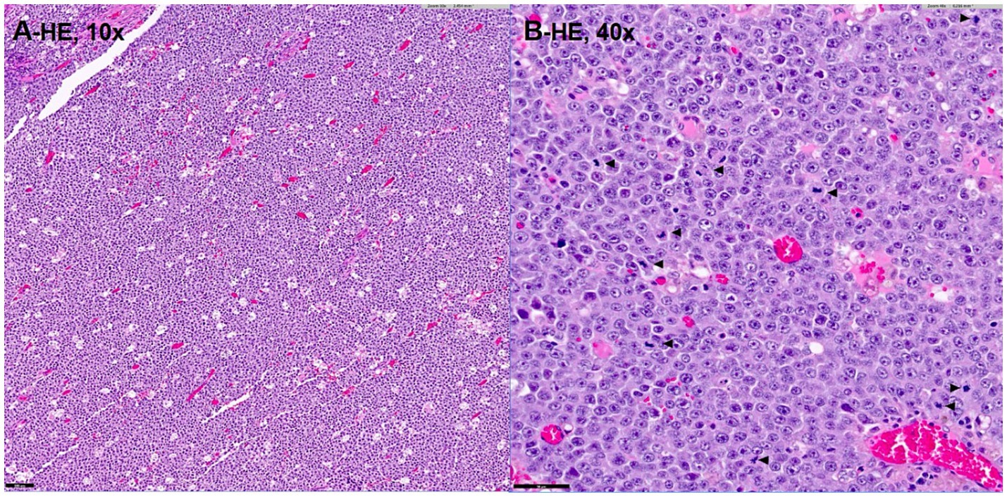 Microscopic image showing two histological sections of a specimen. The left section, labeled