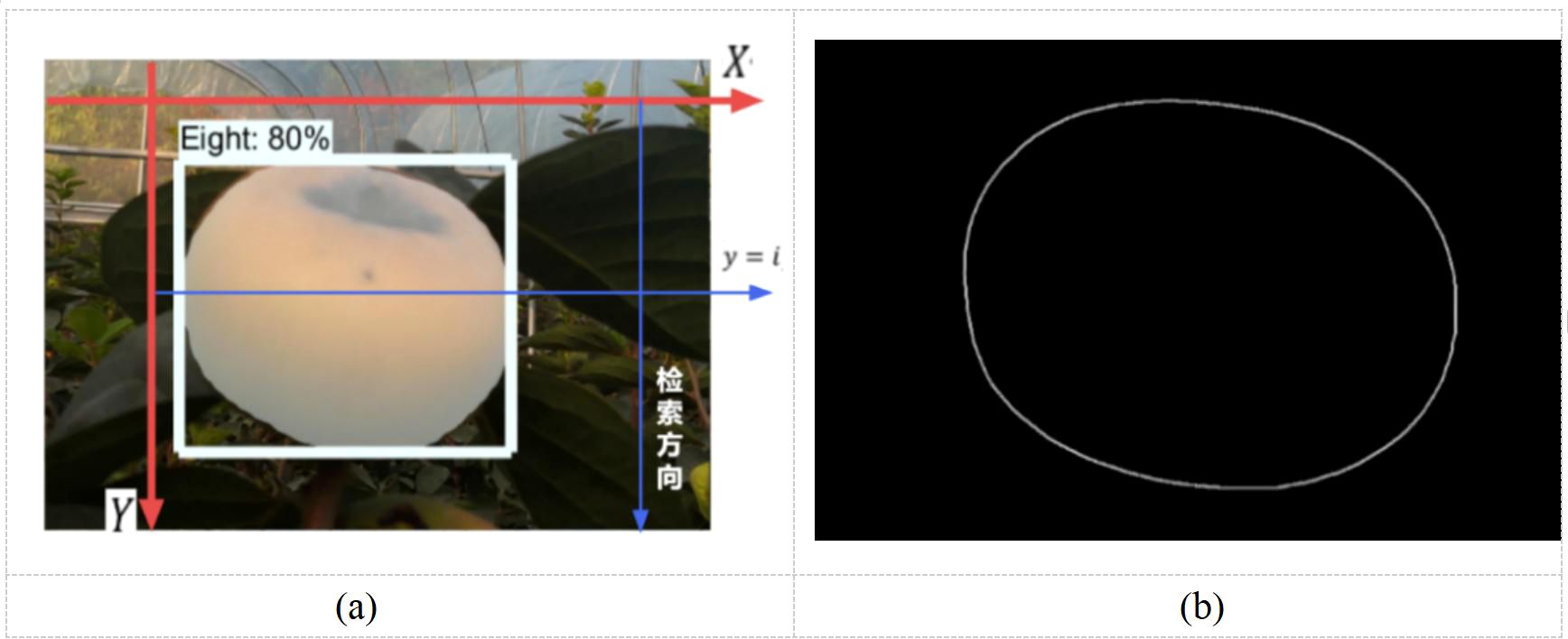 (a) A photograph showing a round fruit with overlaid axes and labeled mask coordinates, highlighting how the region is identified with 80% accuracy. (b) A graphic depicting the fruit's outline on a black background, illustrating edge extraction.