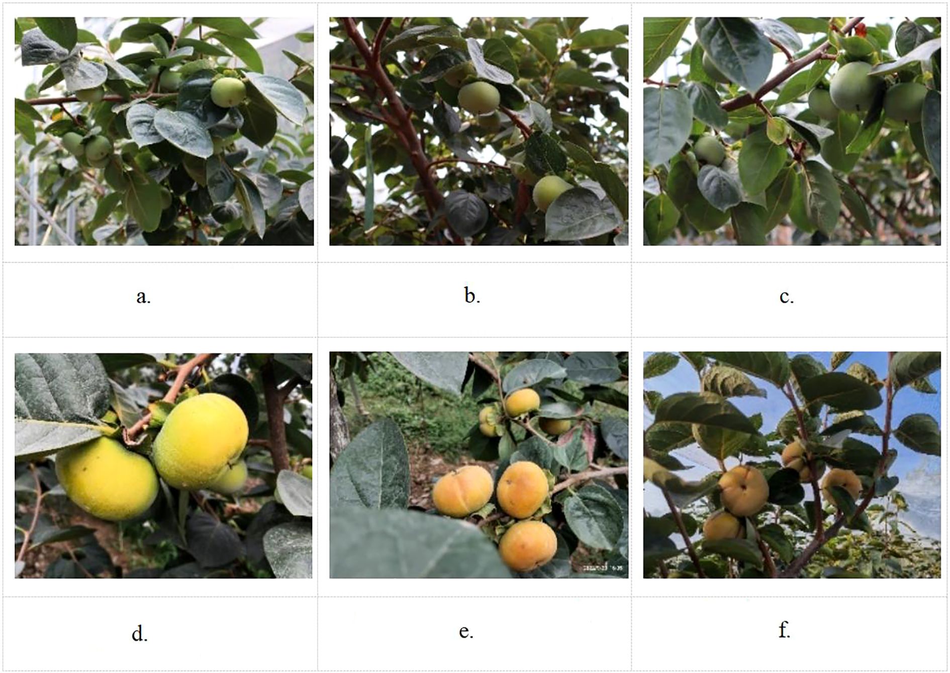 Six images showing different lighting conditions for fruit on trees. a. Fruits overlap, shaded by foliage. b. Fruits in shade. c. Fruits spaced apart. d. Fruits in bright exposure. e. Fruits under cloudy, smooth light. f. Fruits with backlighting on a sunny day.