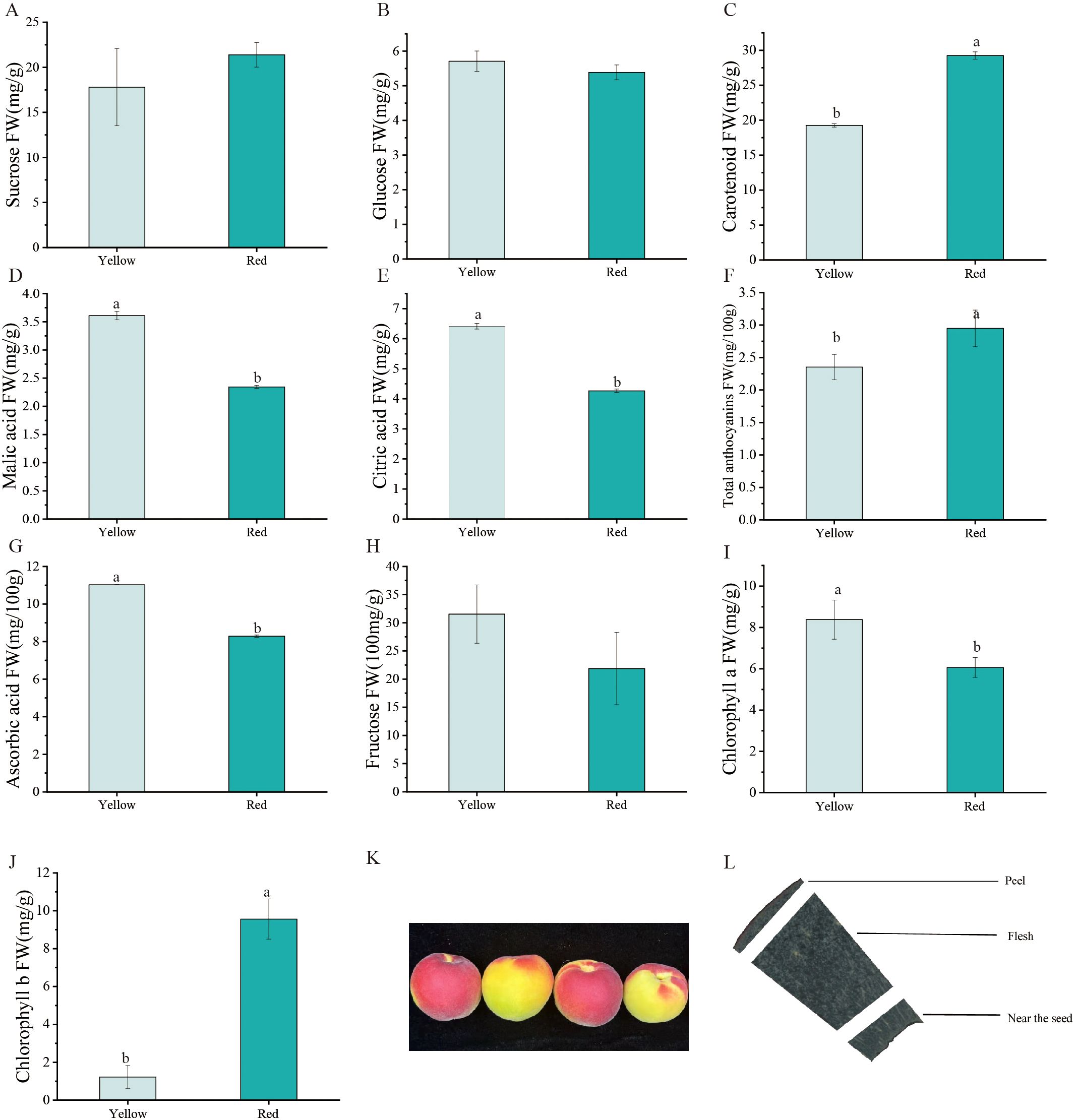 A series of bar graphs labeled A to J shows measurements of different compounds in yellow and red fruit, with comparisons for sucrose, glucose, carotenoid, malic acid, citric acid, total anthocyanins, ascorbic acid, fructose, chlorophyll a, and chlorophyll b. Yellow fruit generally has higher concentrations in many compounds, except for carotenoid and chlorophyll b, where red fruit has higher values. Image K displays four peaches transitioning from yellow to red. Image L illustrates a diagram showing the peel, flesh, and area near the seed of a fruit.