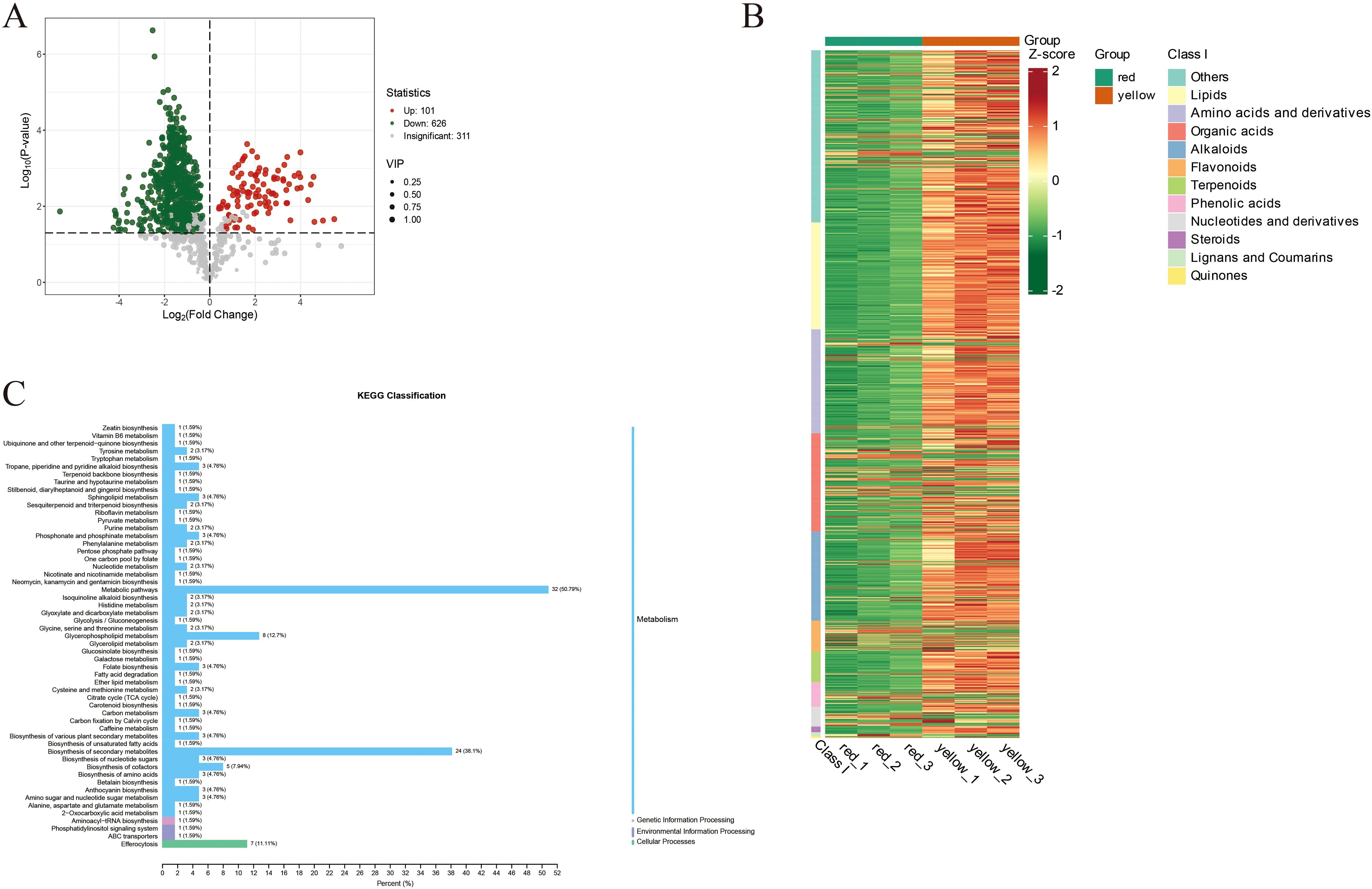 Panel A is a volcano plot showing gene expression with upregulated, downregulated, and insignificant genes. Panel B is a heatmap displaying the Z-score distribution of metabolites across two groups, red and yellow, with class distinctions for each metabolite. Panel C presents a bar chart of KEGG classification, detailing various metabolic pathways and their respective percentages.