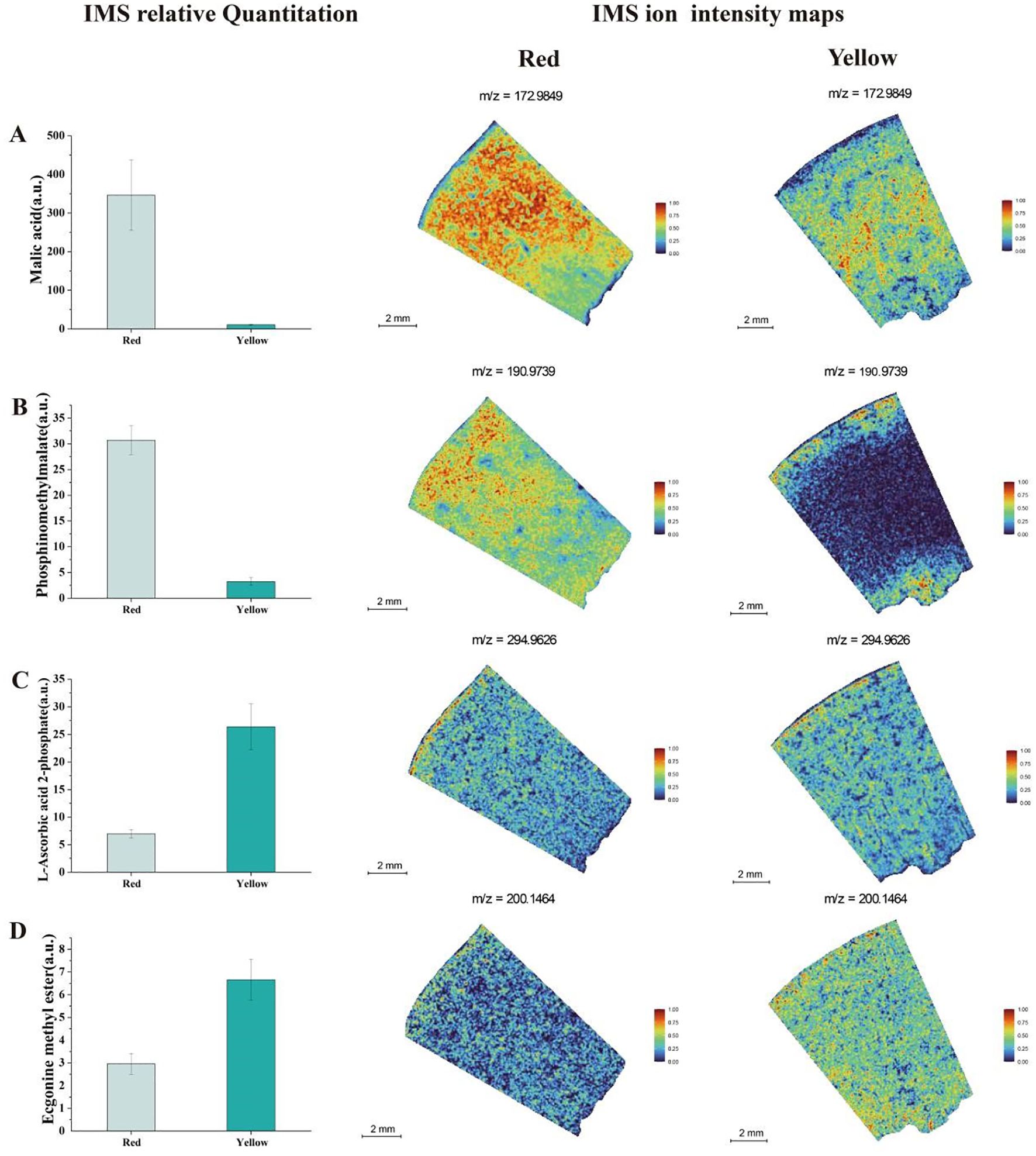 Bar charts and ion intensity maps illustrate IMS relative quantitation for compounds in red and yellow areas. Compounds measured include malic acid, phosphoinositolhexosylmalate, ascorbic acid 2-phosphate, and ergothioneine methyl ester. Each bar chart is paired with two ion maps showing differing intensity distributions for red and yellow regions, marked with m/z values.
